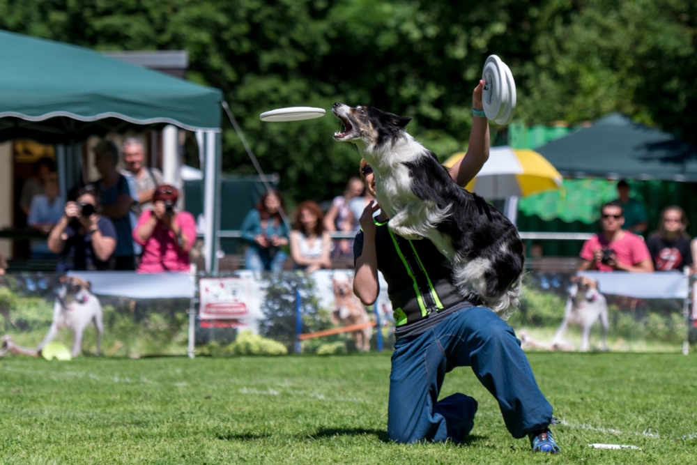 Dog-Frisbee Köln 2017