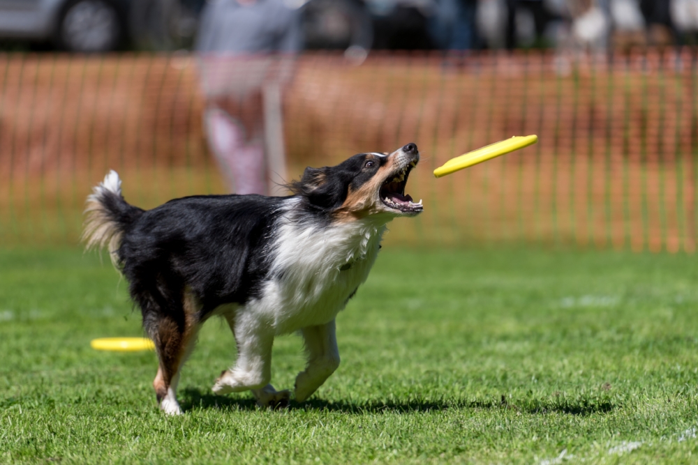 Dog-Frisbee Köln 2017