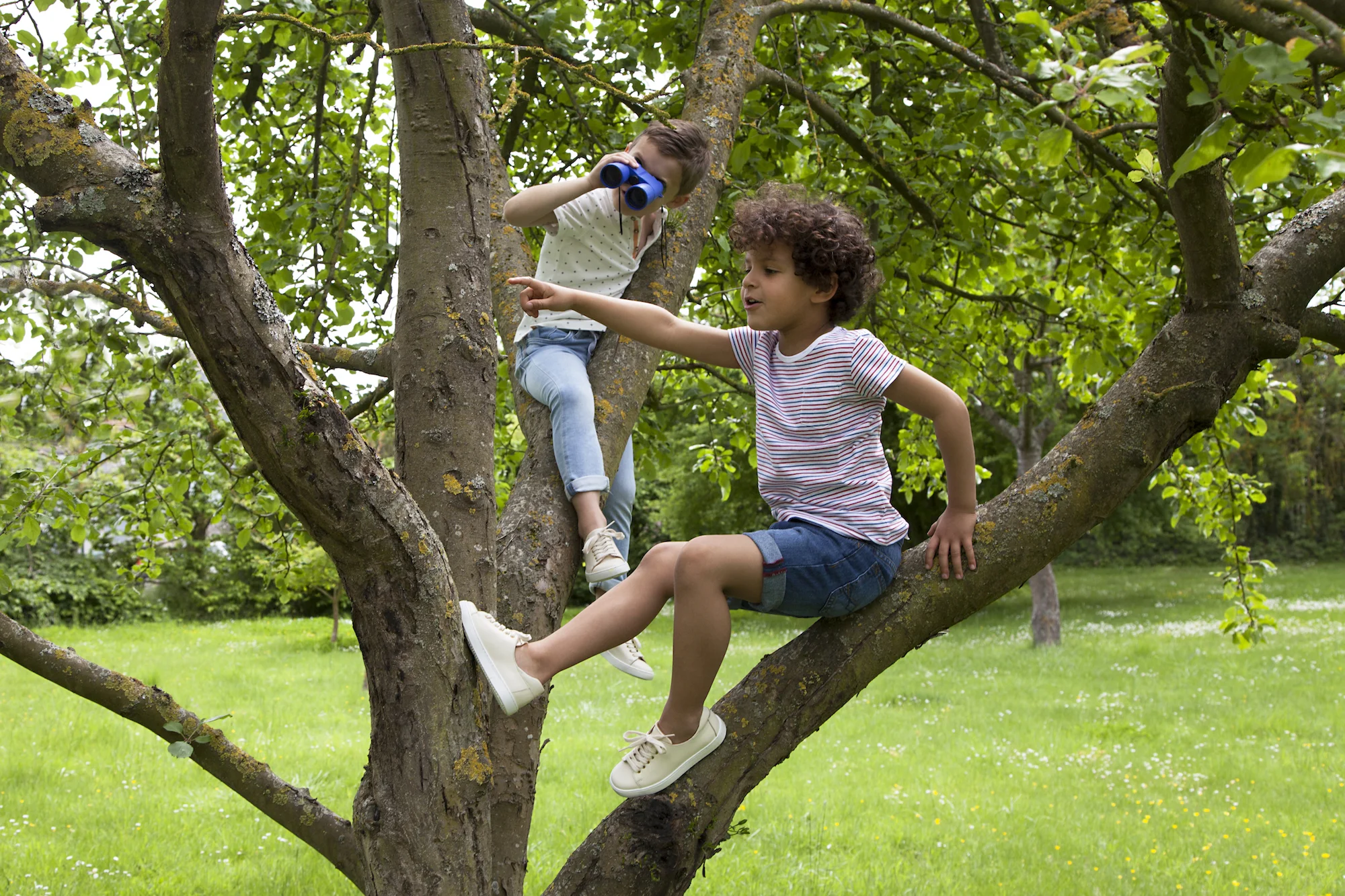 Cassius et Marius dans l'arbre copie.jpg