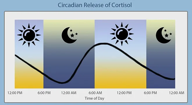 Cortisol levels should be highest upon waking and slowly decline throughout the day.