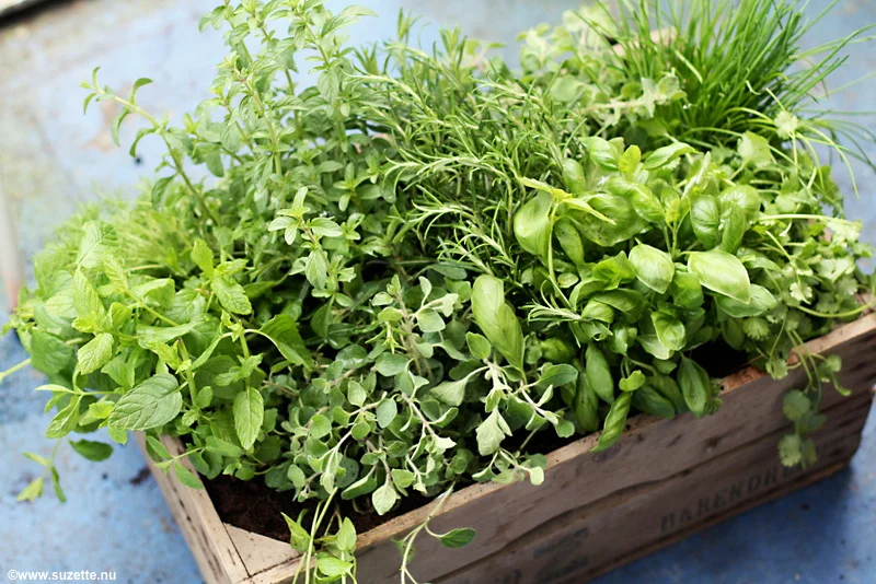 Herbs like basil, oregano, mint & rosemary can help stimulate blood circulation, and are pungent foods recommended for springtime by Chinese Dietetics.