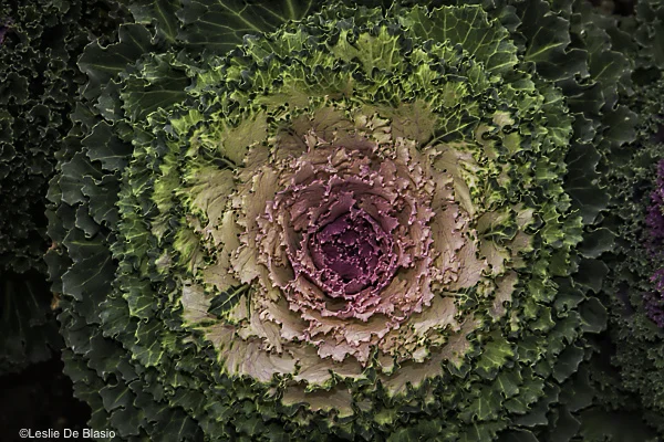 4:30_BLOG_KALE.jpg