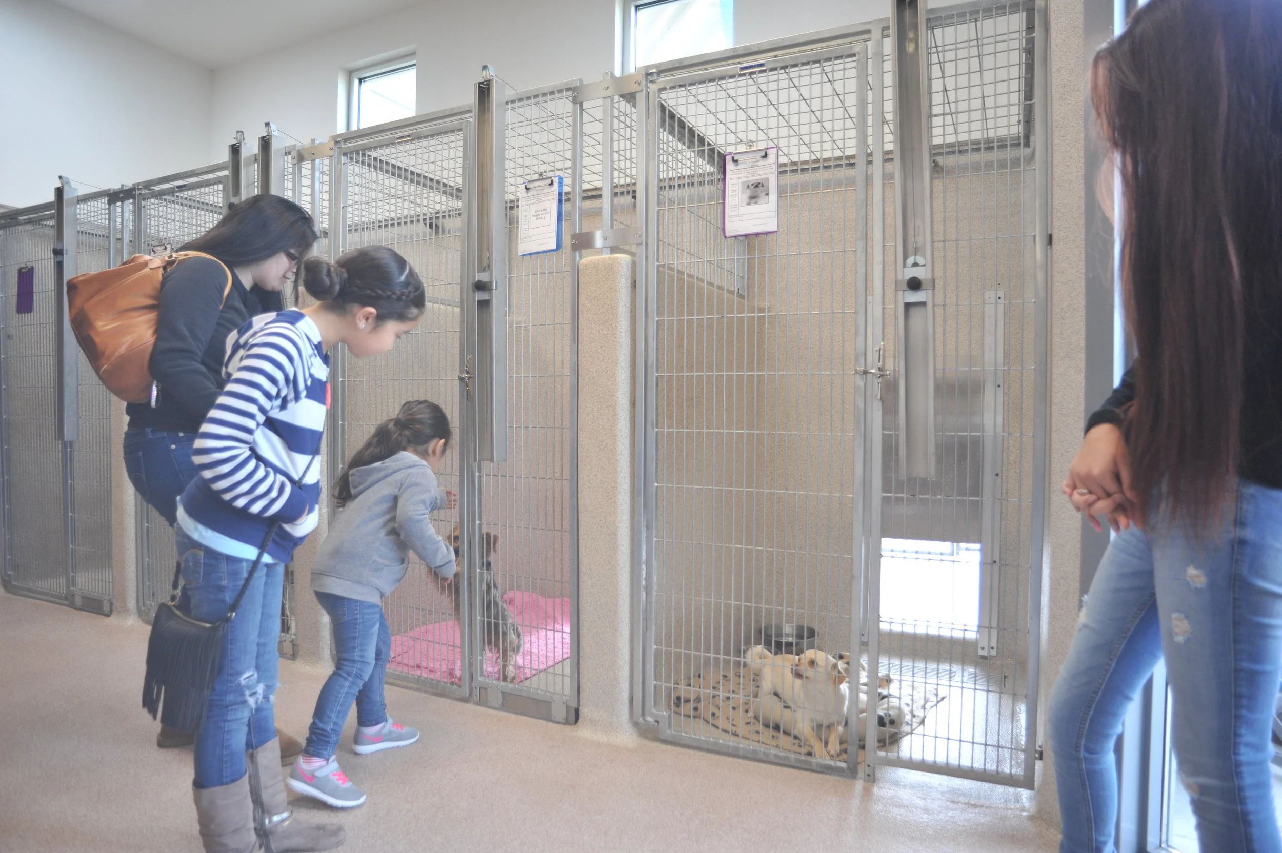 Shotcrete Kennels with Indoor/Outdoor Access