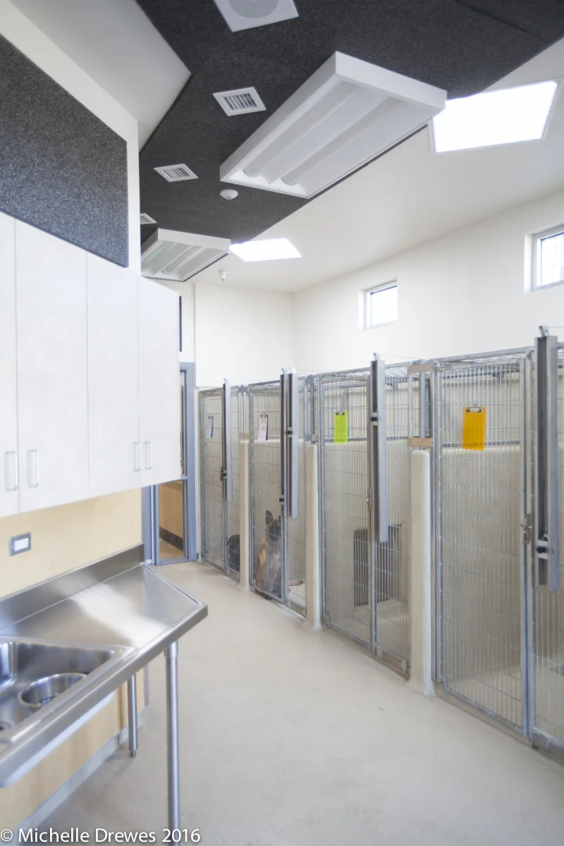 Shotcrete Kennels with high separation walls