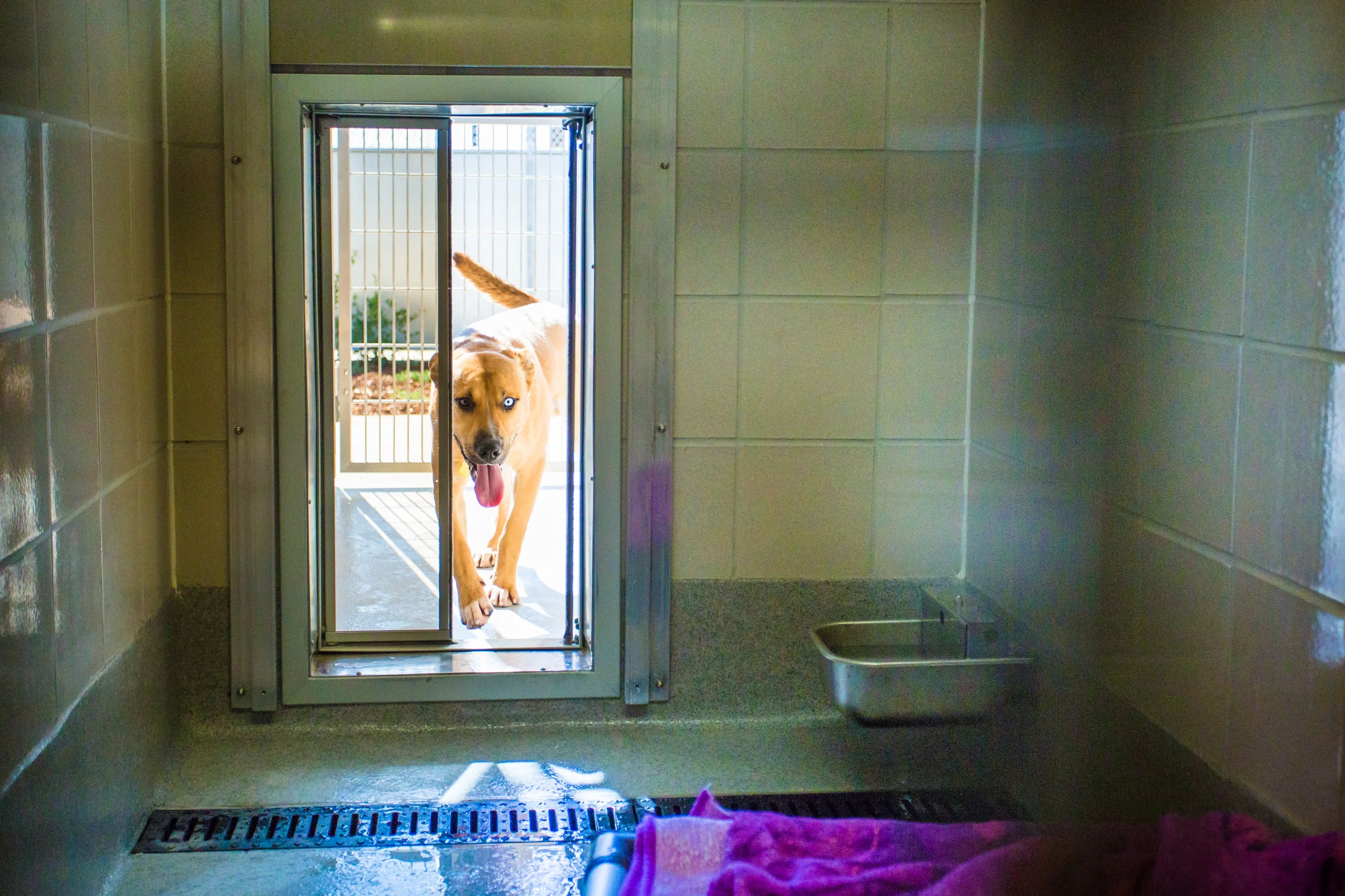 Dog Kennels have indoor/outdoor access