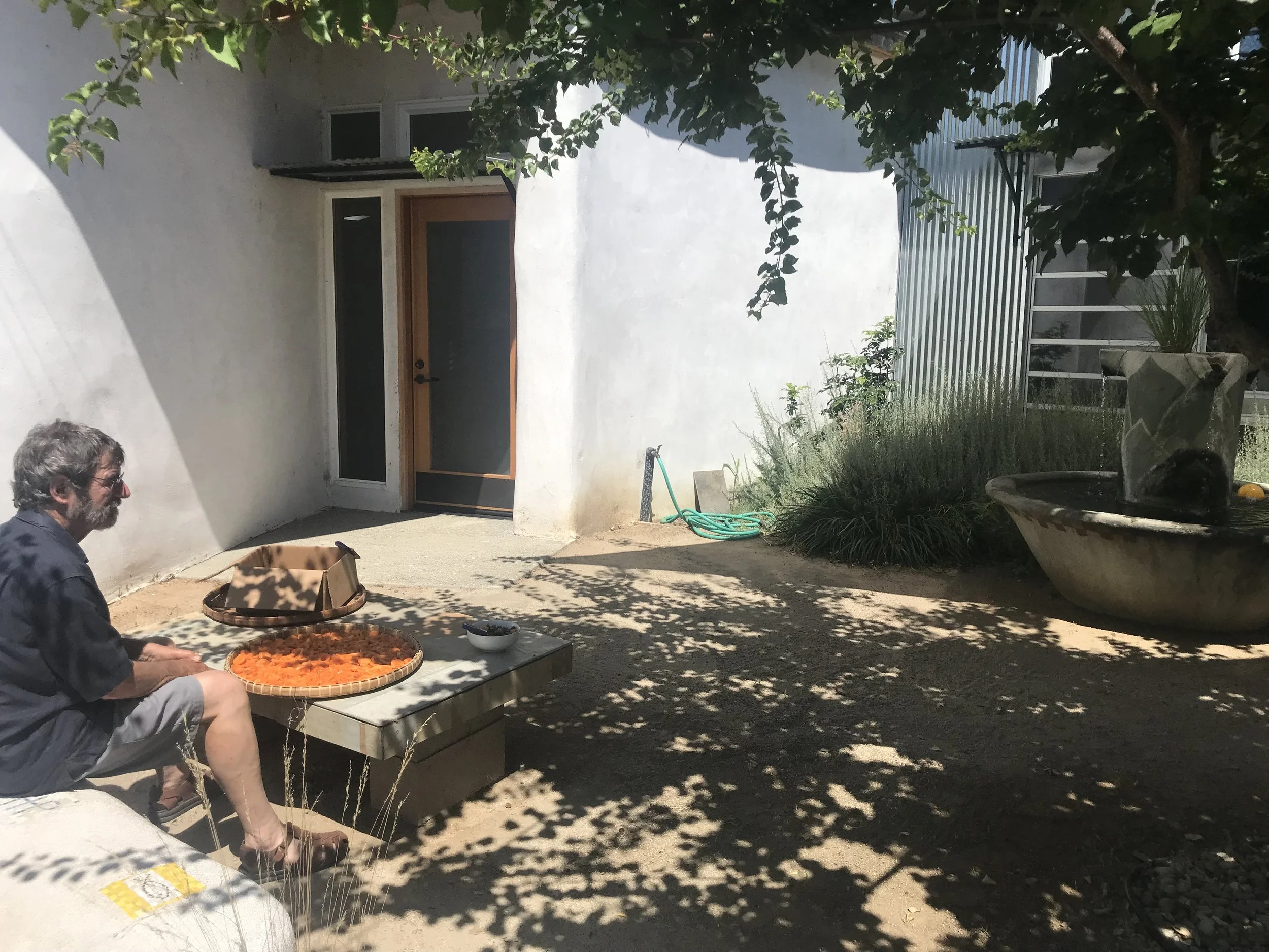 Jon preparing to dry apricots while sitting under Indigo’s Apricot tree!