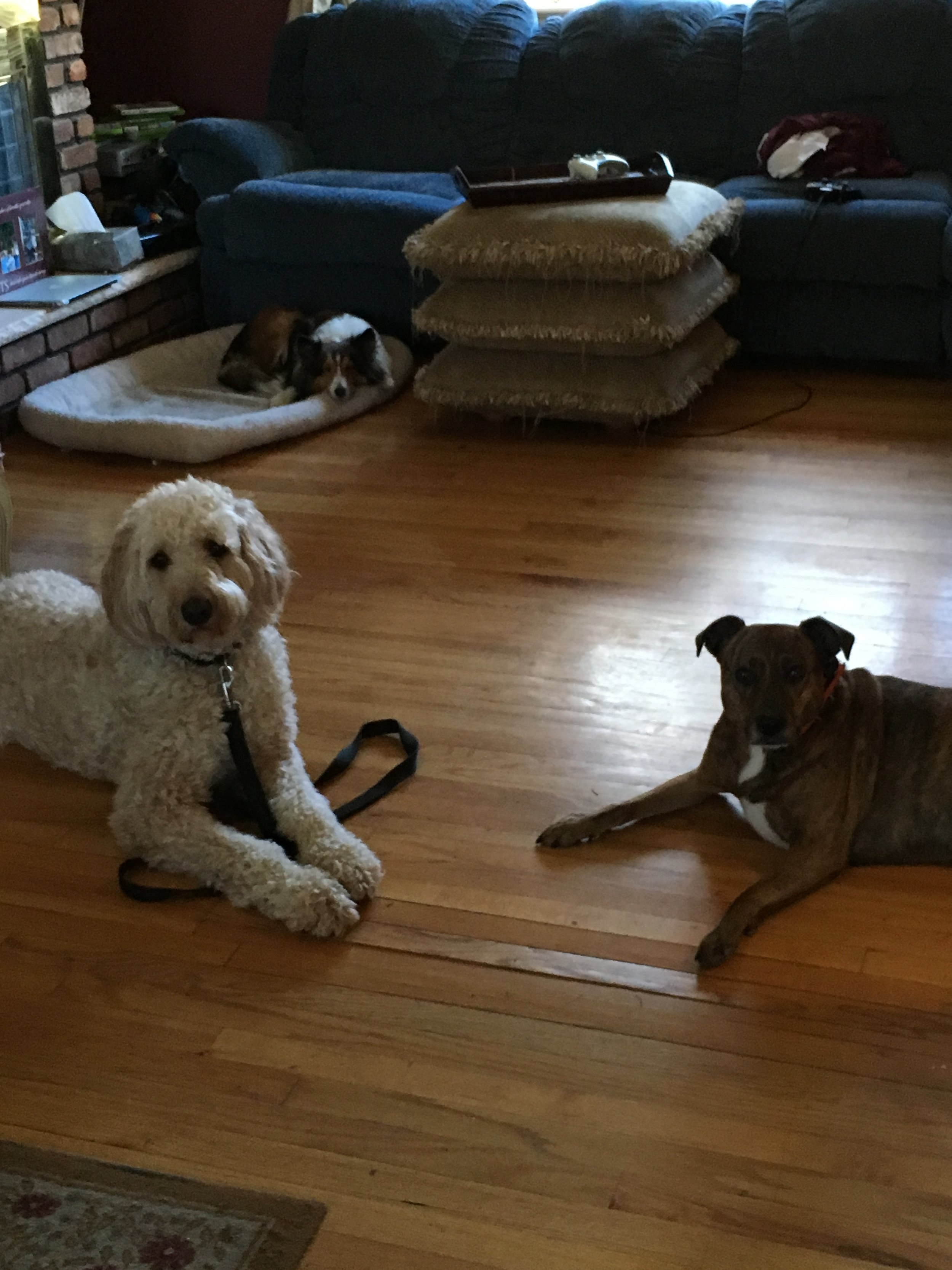 Scooter relaxing on his place bed with Bella and Charlie laying down.