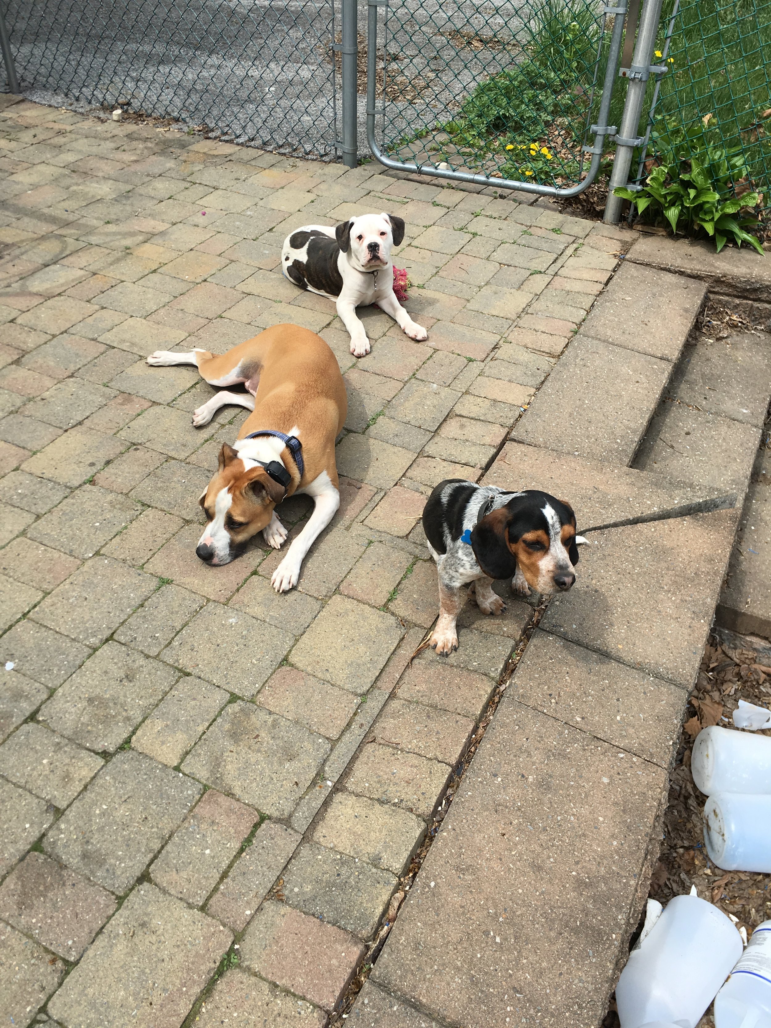 Marley relaxing with some puppies