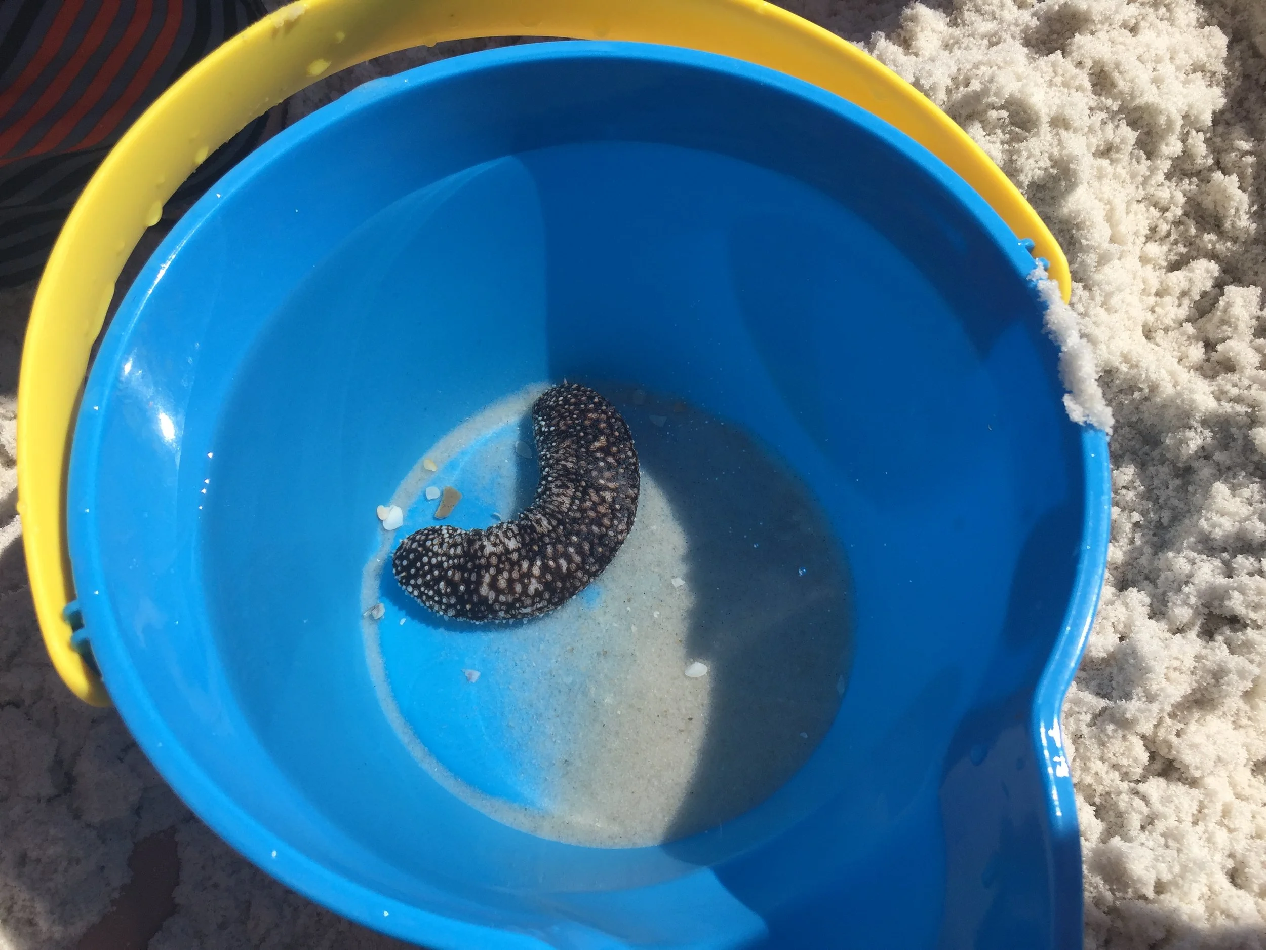 Logan was pumped to catch real-live sea creatures. He was relatively sure this is a sea cucumber per the nature shows he loves. (We through them back in the ocean after we took look.)