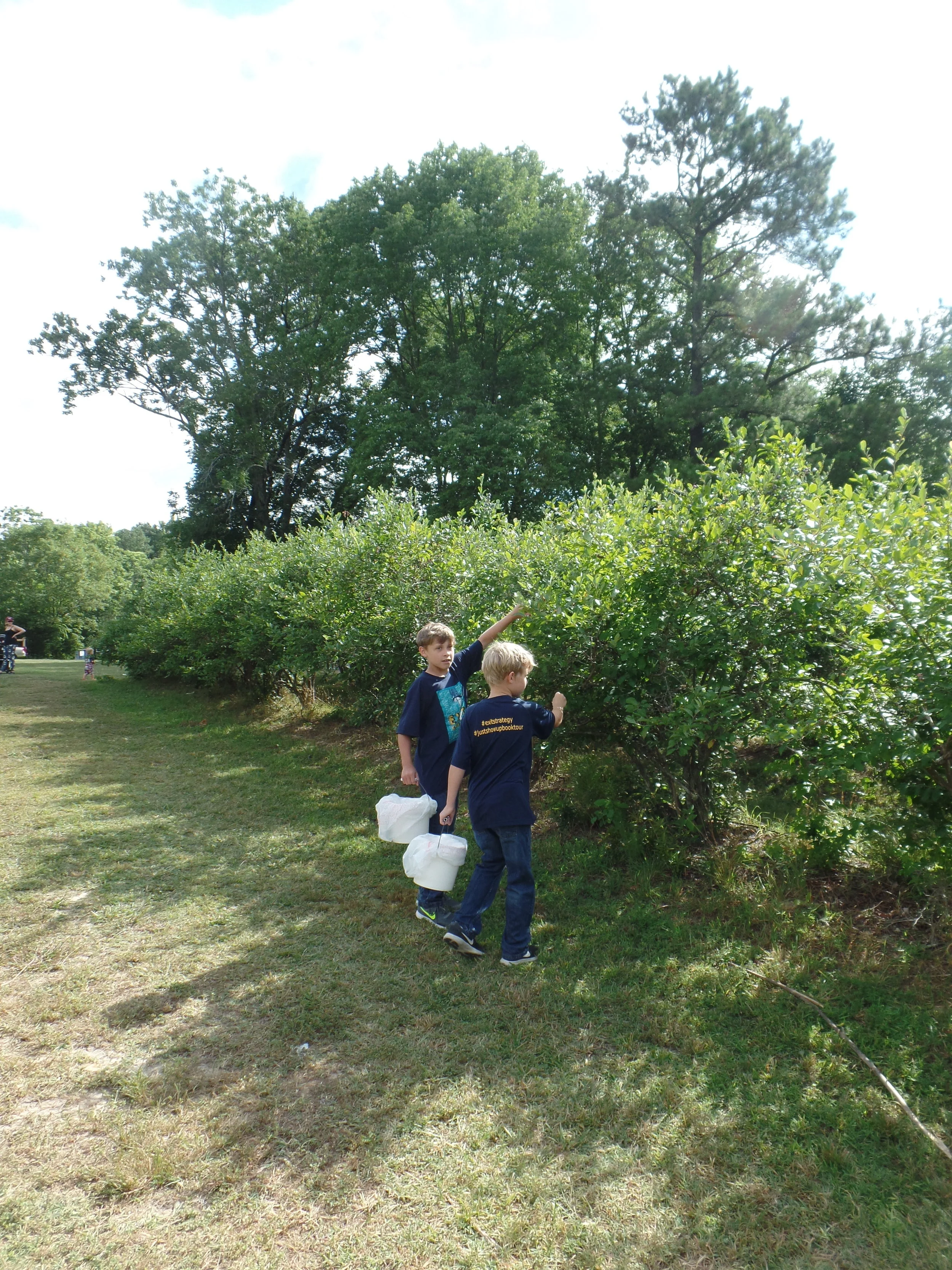 We started on the lower part of the bushes. (They are bushes right? Stand by. . . Yes. Blueberries do, in fact, grow on bushes. Googled it. I'm feeling super city right now.)