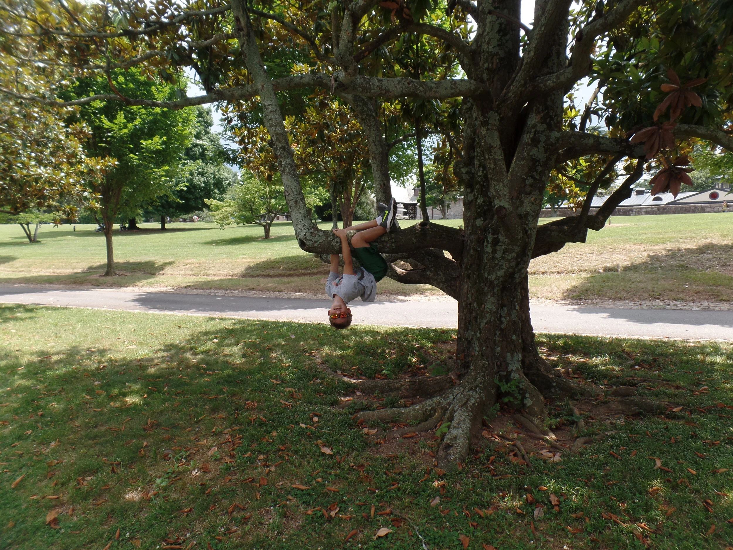 A monkey in a tree. (They said he is not indigenous to the area and made him leave.)