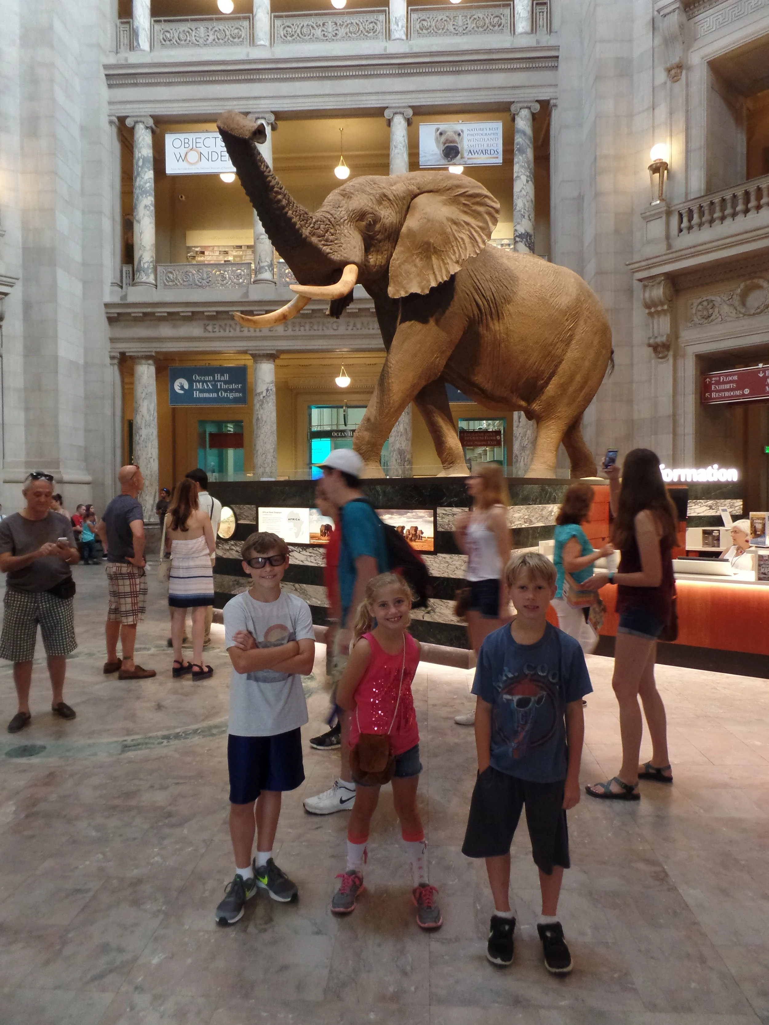 We visited the Natural History Museum. That was a big elephant.