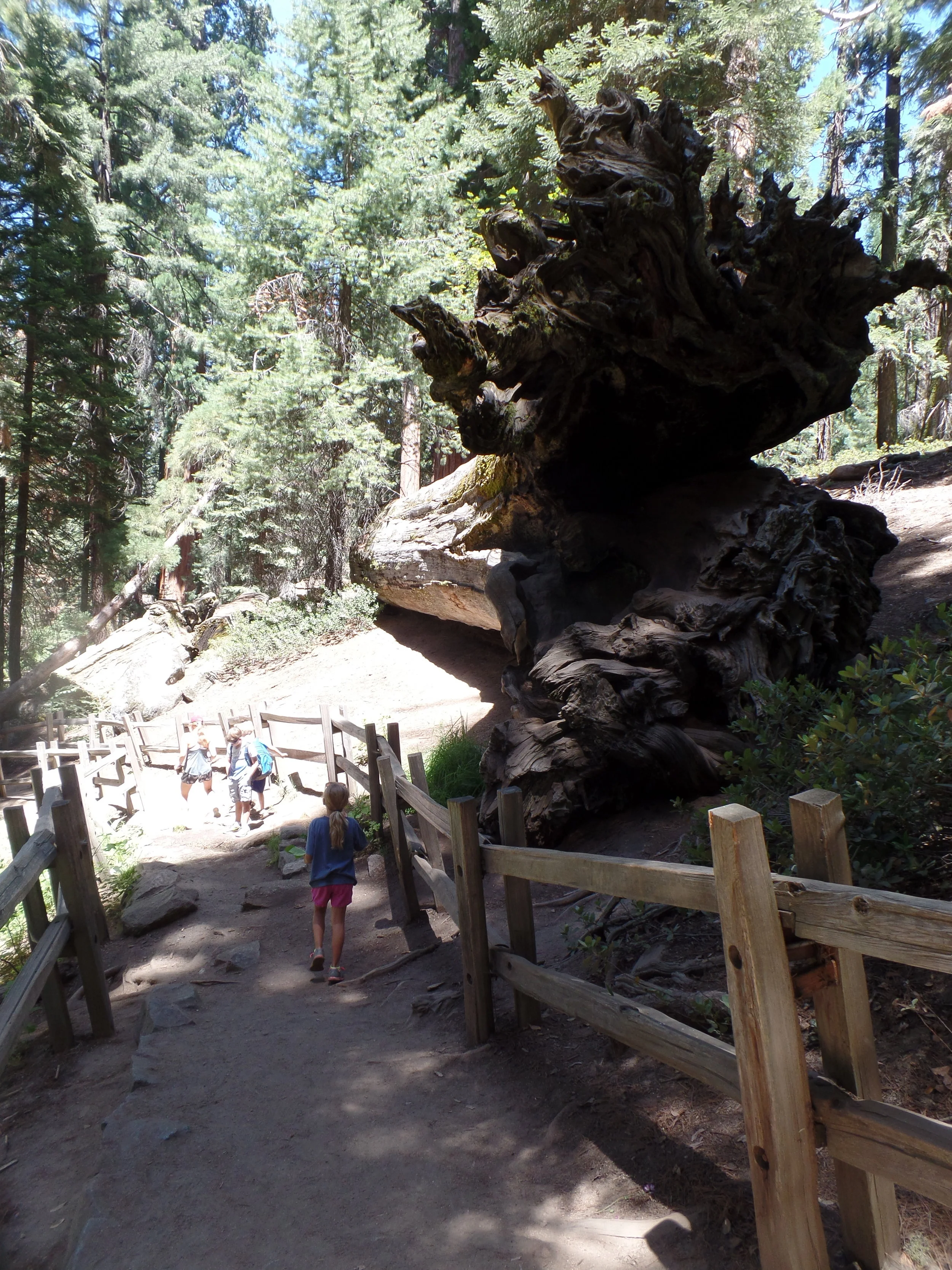 A downed tree to Rowyn's right. Turns out a gigantic tree means it leaves a gigantic stump.