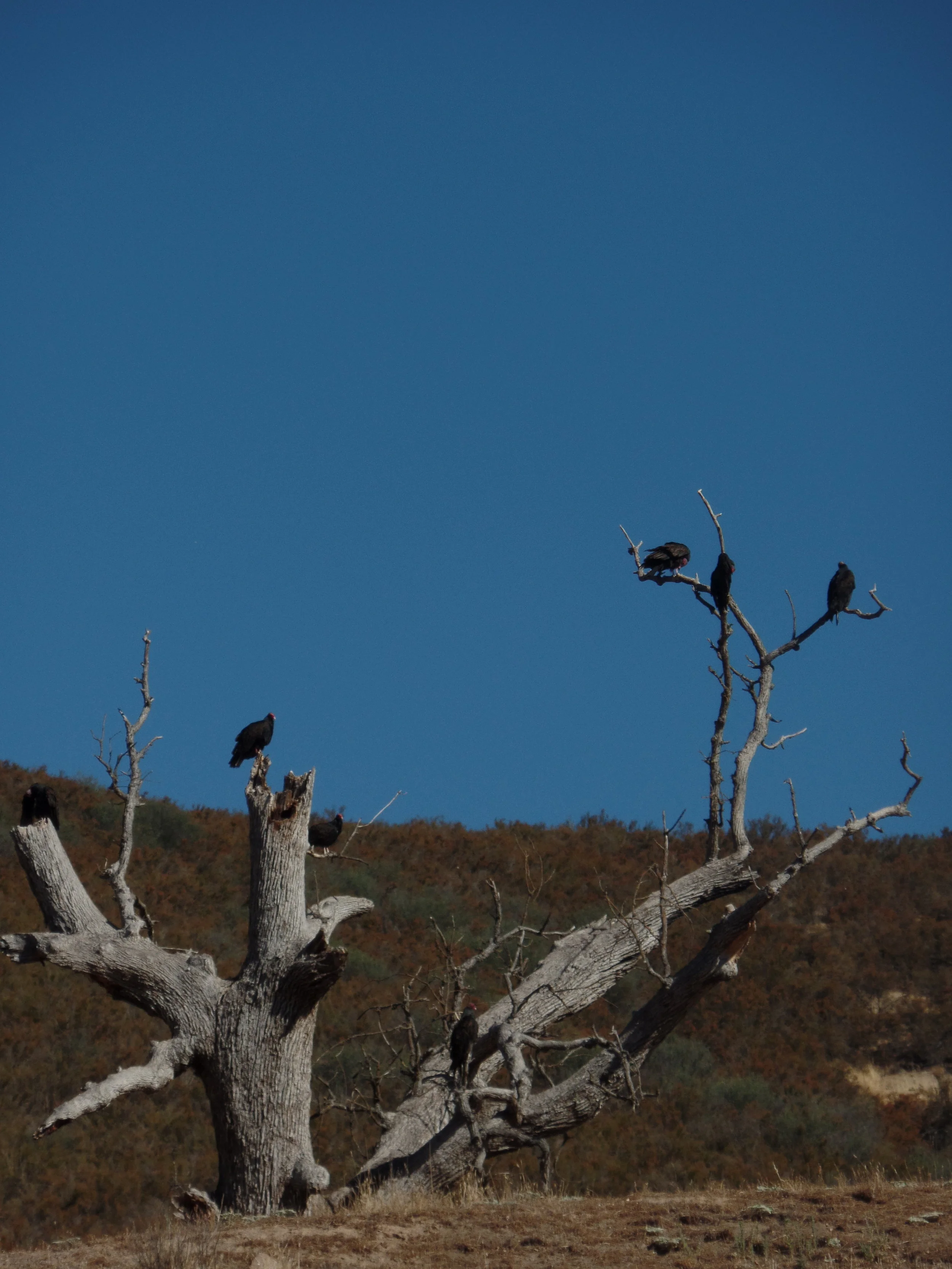 This was a cool tree on the way out of the campground, but we think these are another type of vulture and not California condors. We were able to see some California condor through the binoculars set up in the park. They were huge and awesome . . . and had a face only a mother could love.