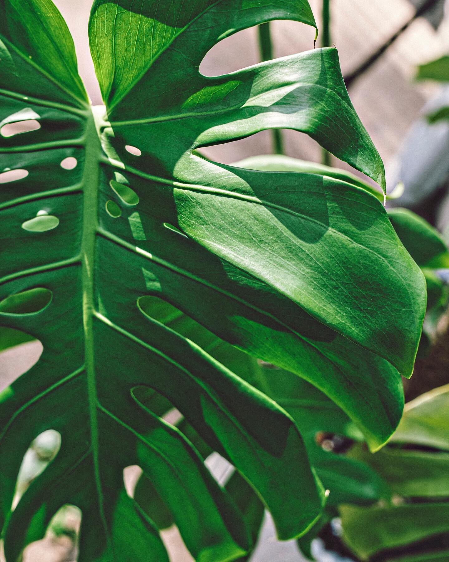 Plant lover🪴
#plantsofinstagram #plantsmakepeoplehappy #plant #monstera