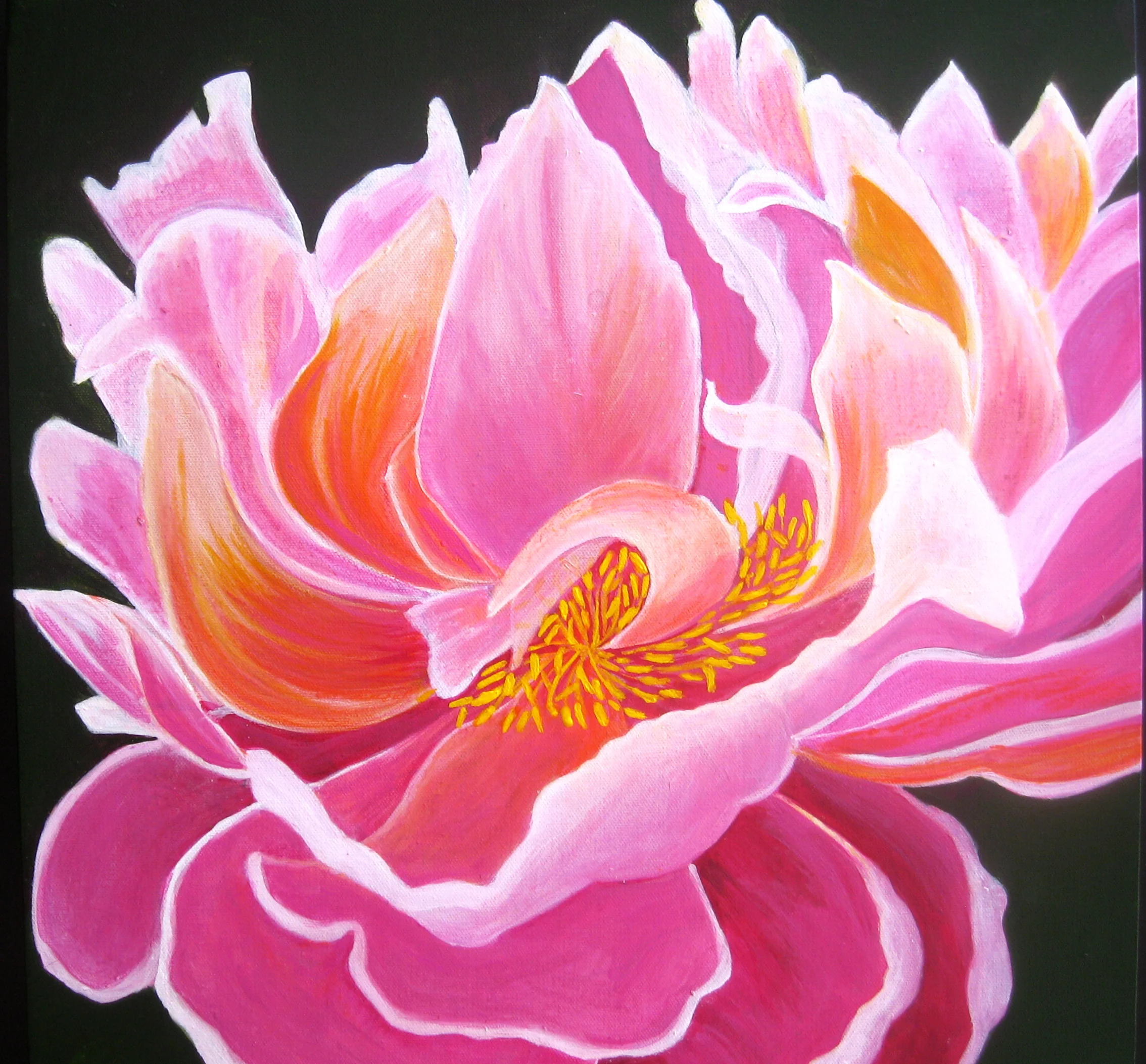 Orange_Pink_Peony.JPG