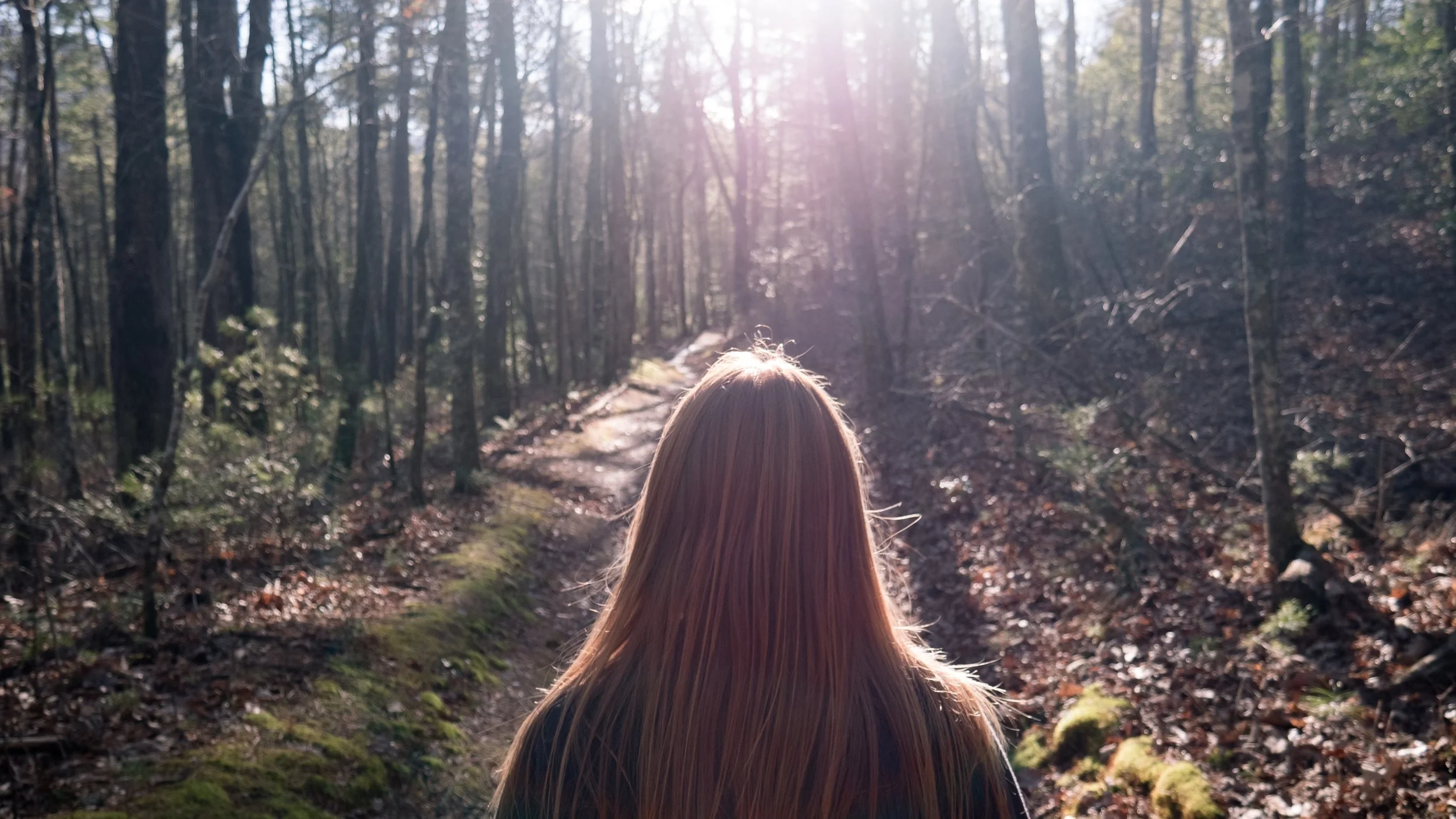 daylight-environment-forest-298563.jpg
