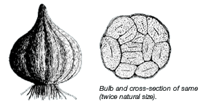 garlic bulb.gif