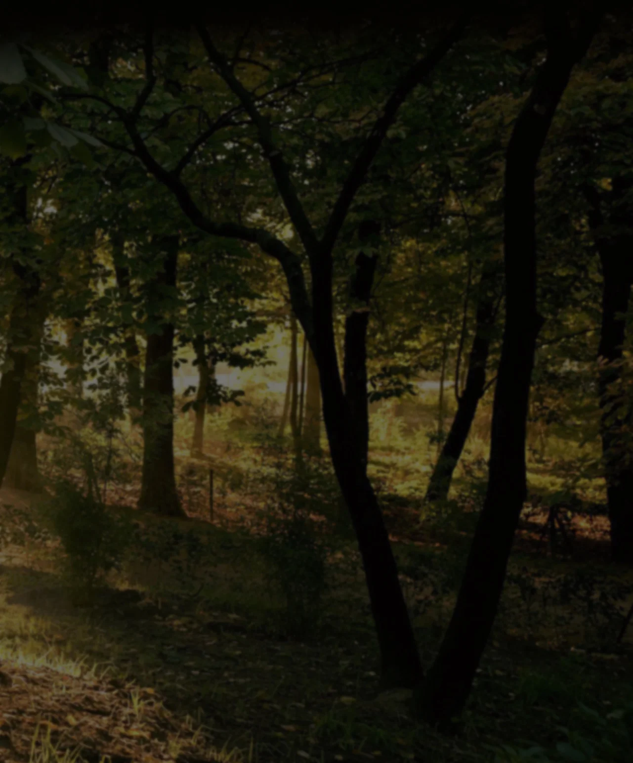 hd-nature-scene-image copy.jpg