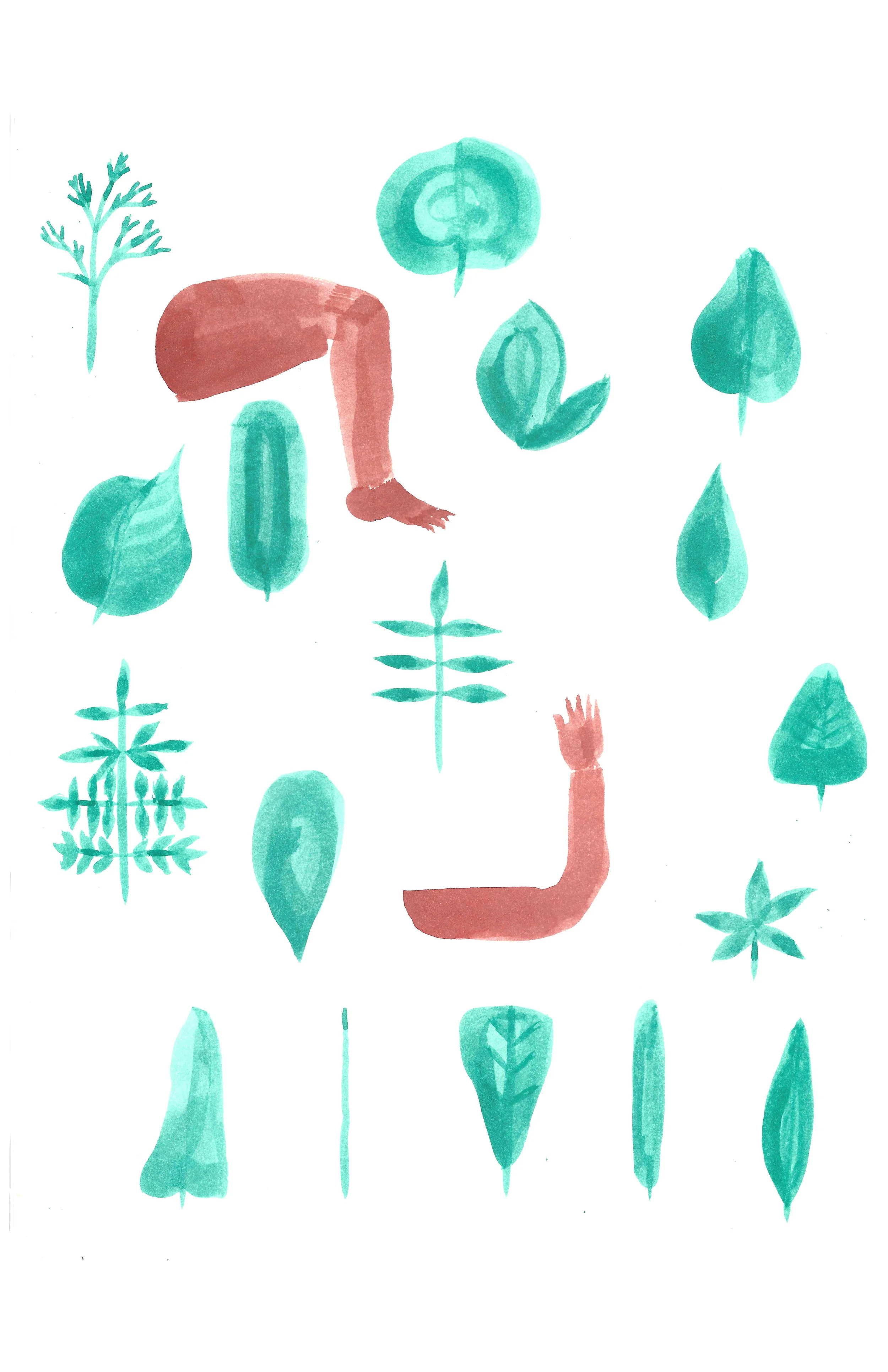 Leaf Shapes and Limbs