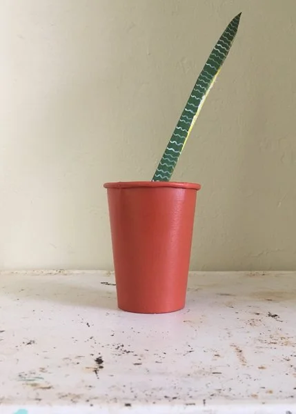 Snake Plant 'slanty dude'
