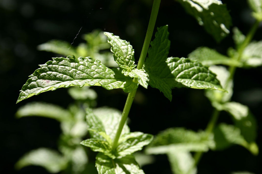 Peppermint Leaves.jpg