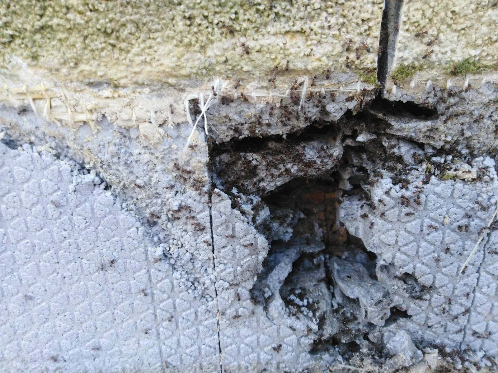 SOS Formiche nel Cappotto Termico? La Guida Definitiva per Risanare e Proteggere la Tua Casa!