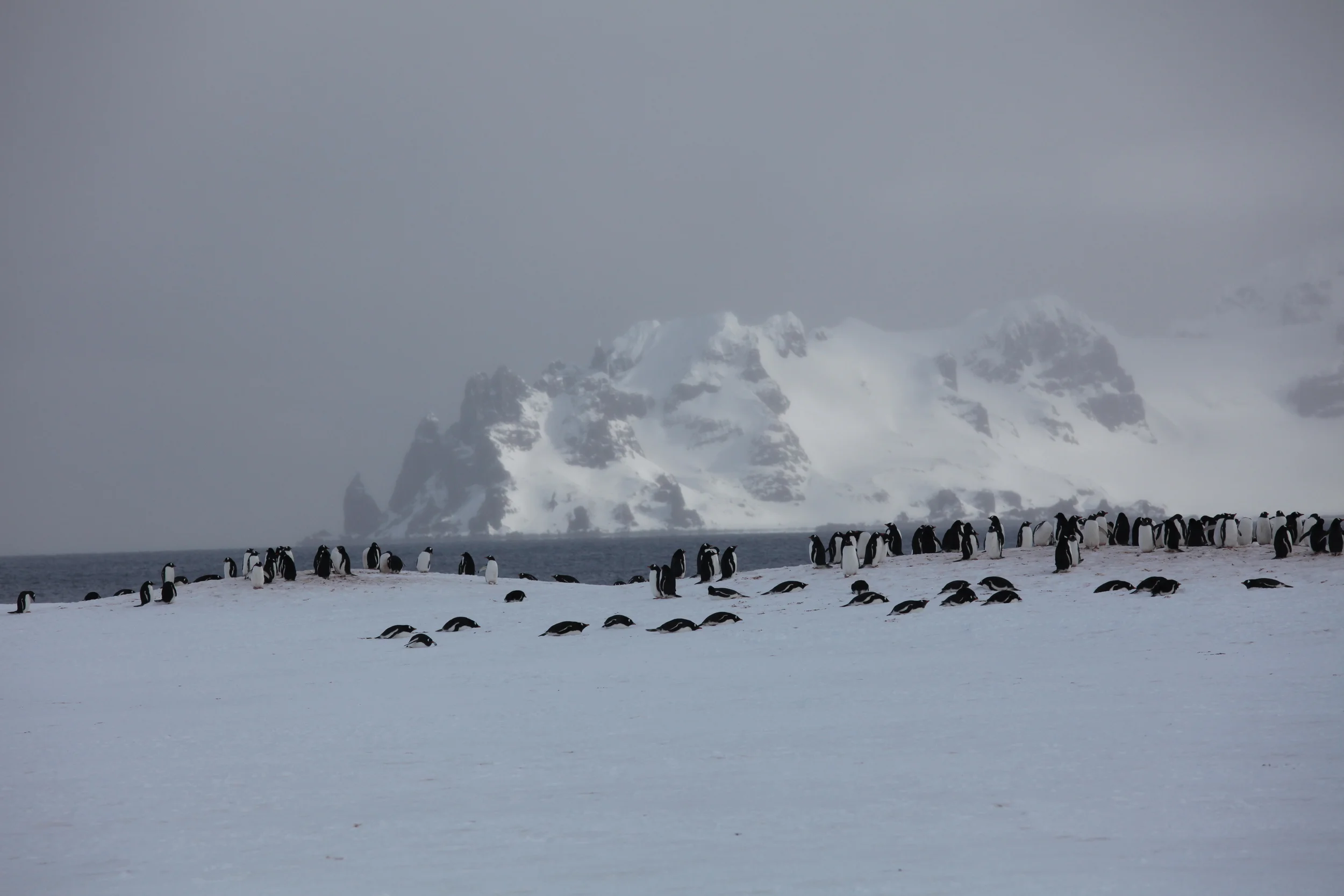 penguinmass3.jpg