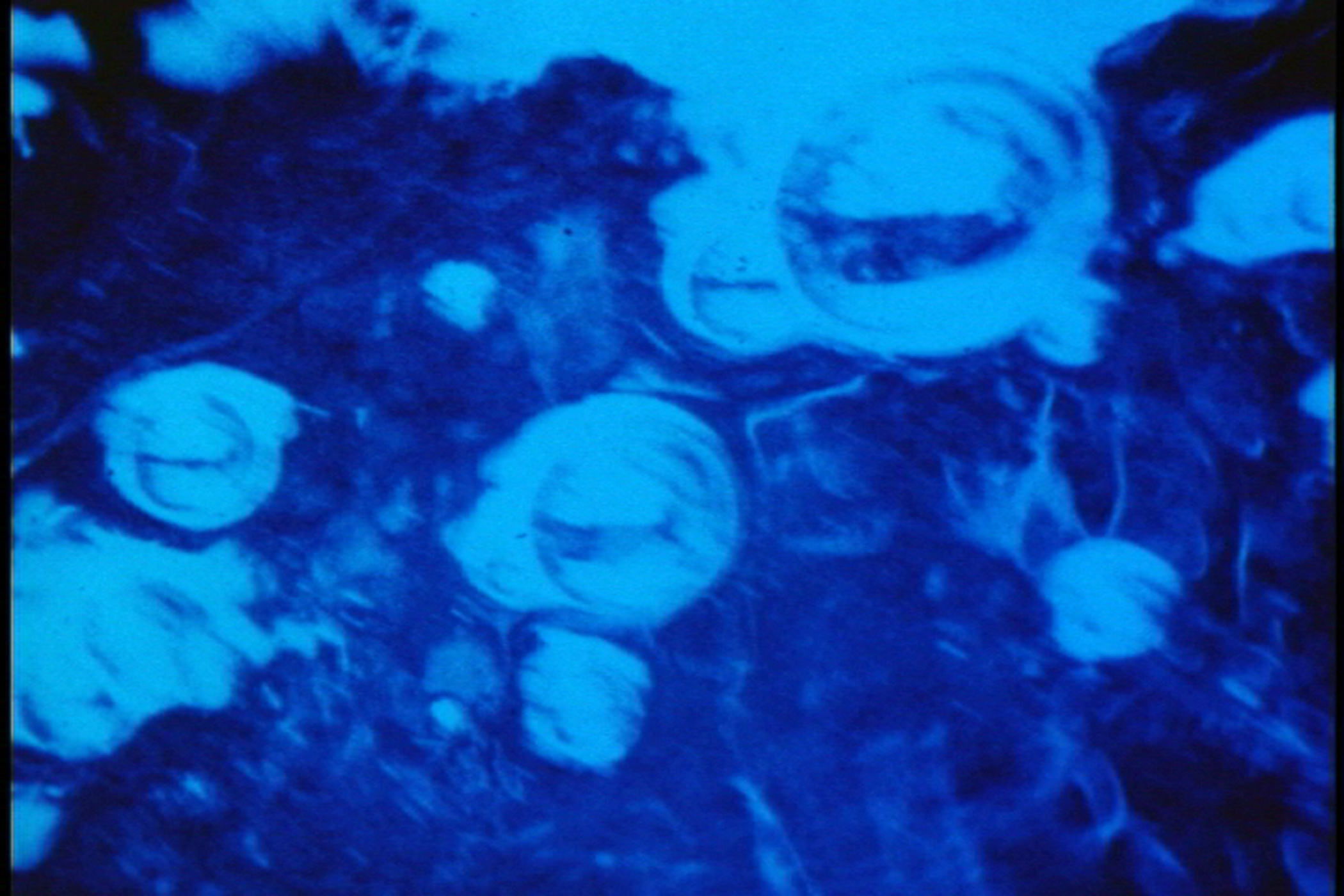 blue aqua.jpg