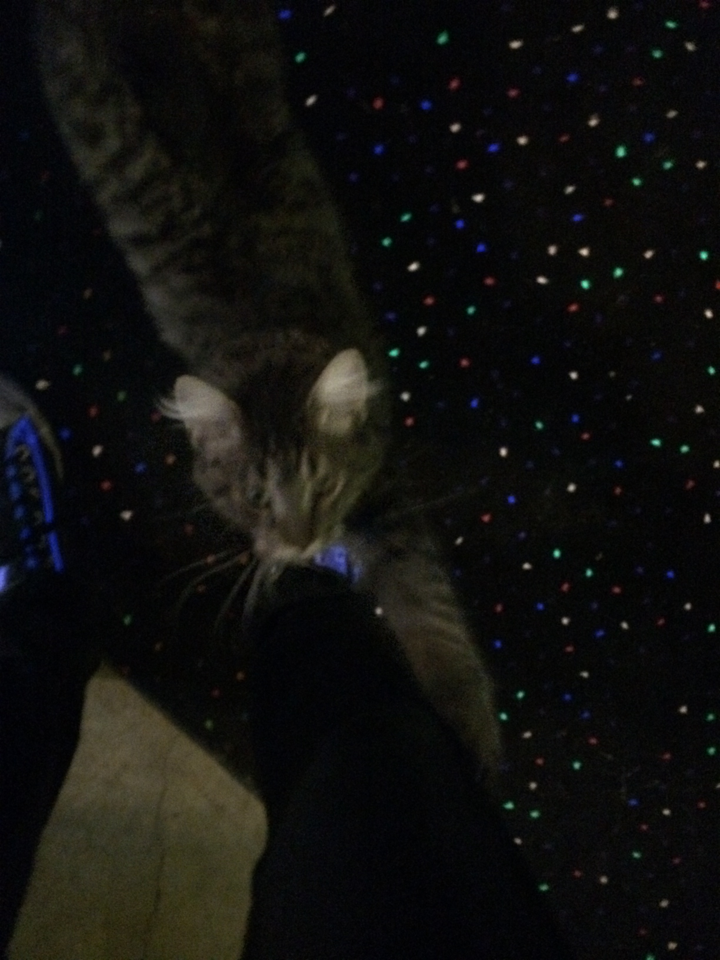 The blurry Barthcade Cat.