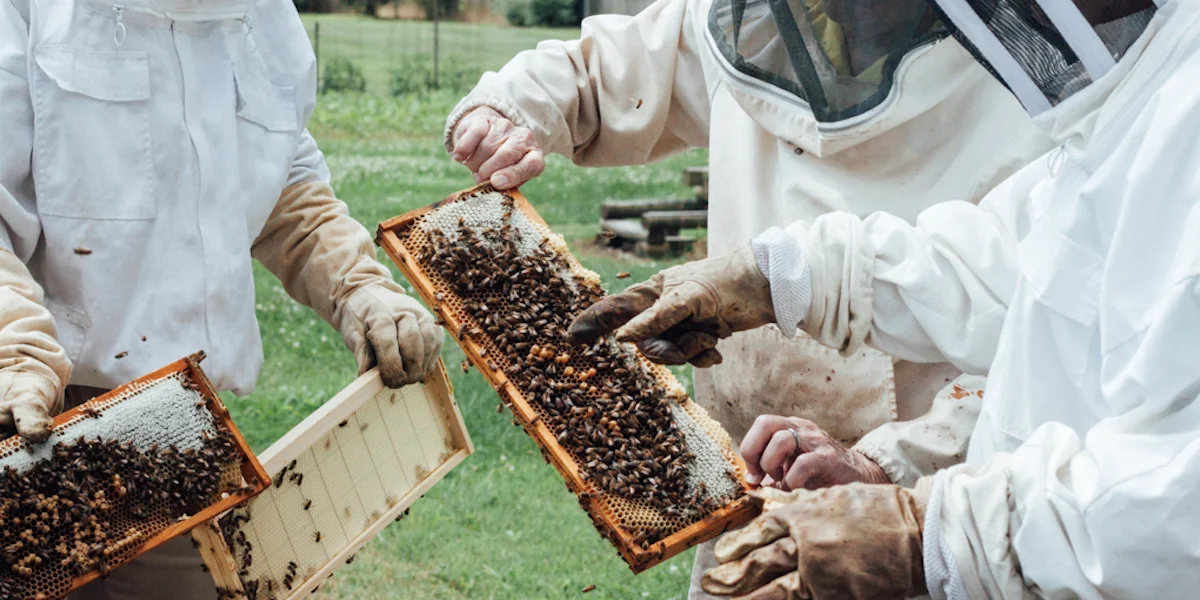 In the Manner of Bees: A Field Day with Jackson Area Beekeepers