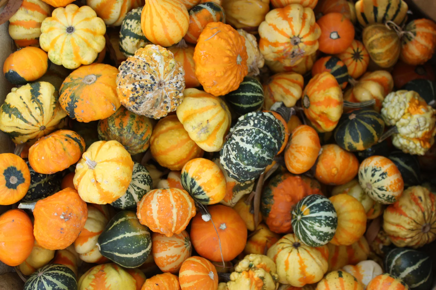 Day Trip Green Acres Farm — Our Jackson Home