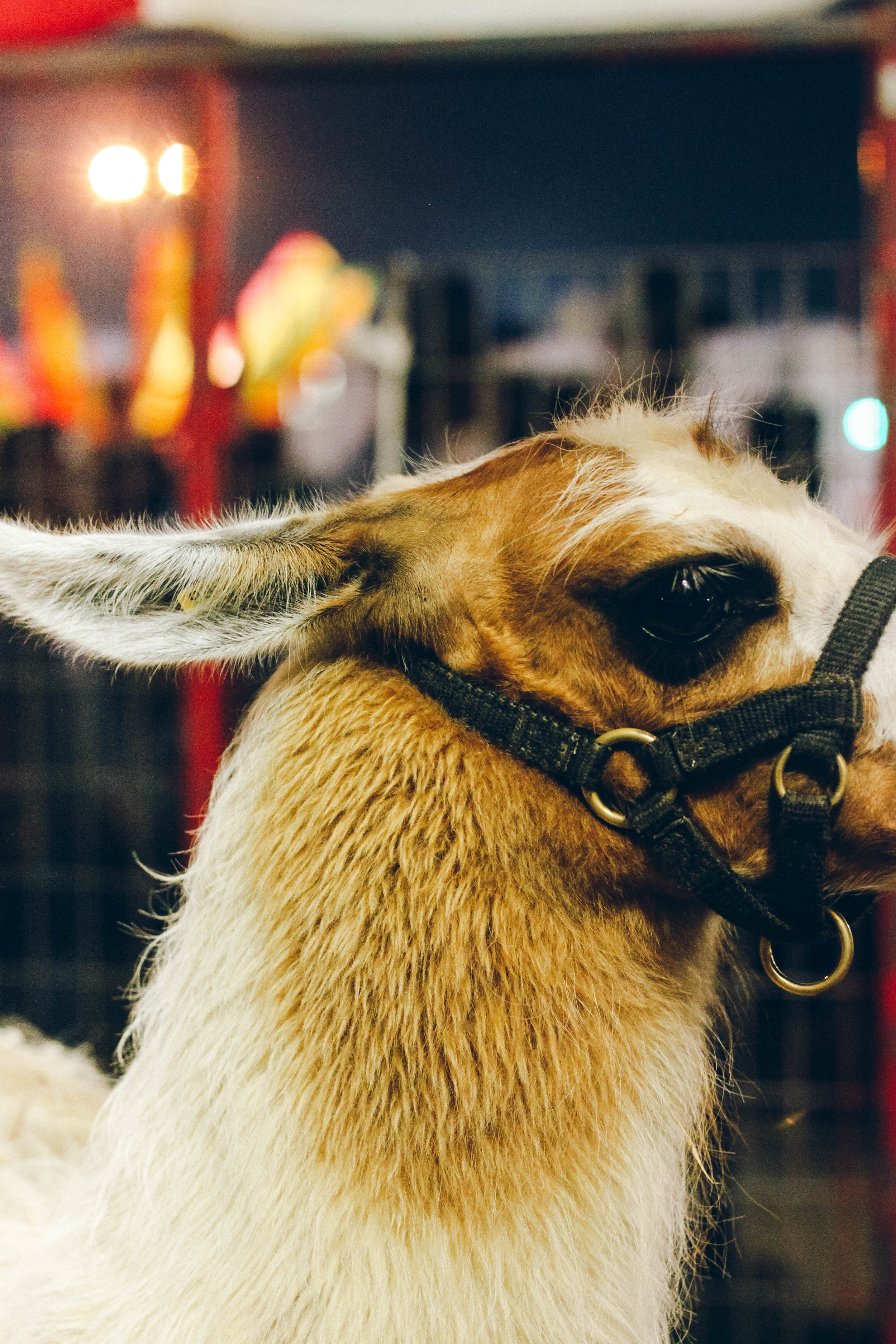 StateFair-1-29.jpg