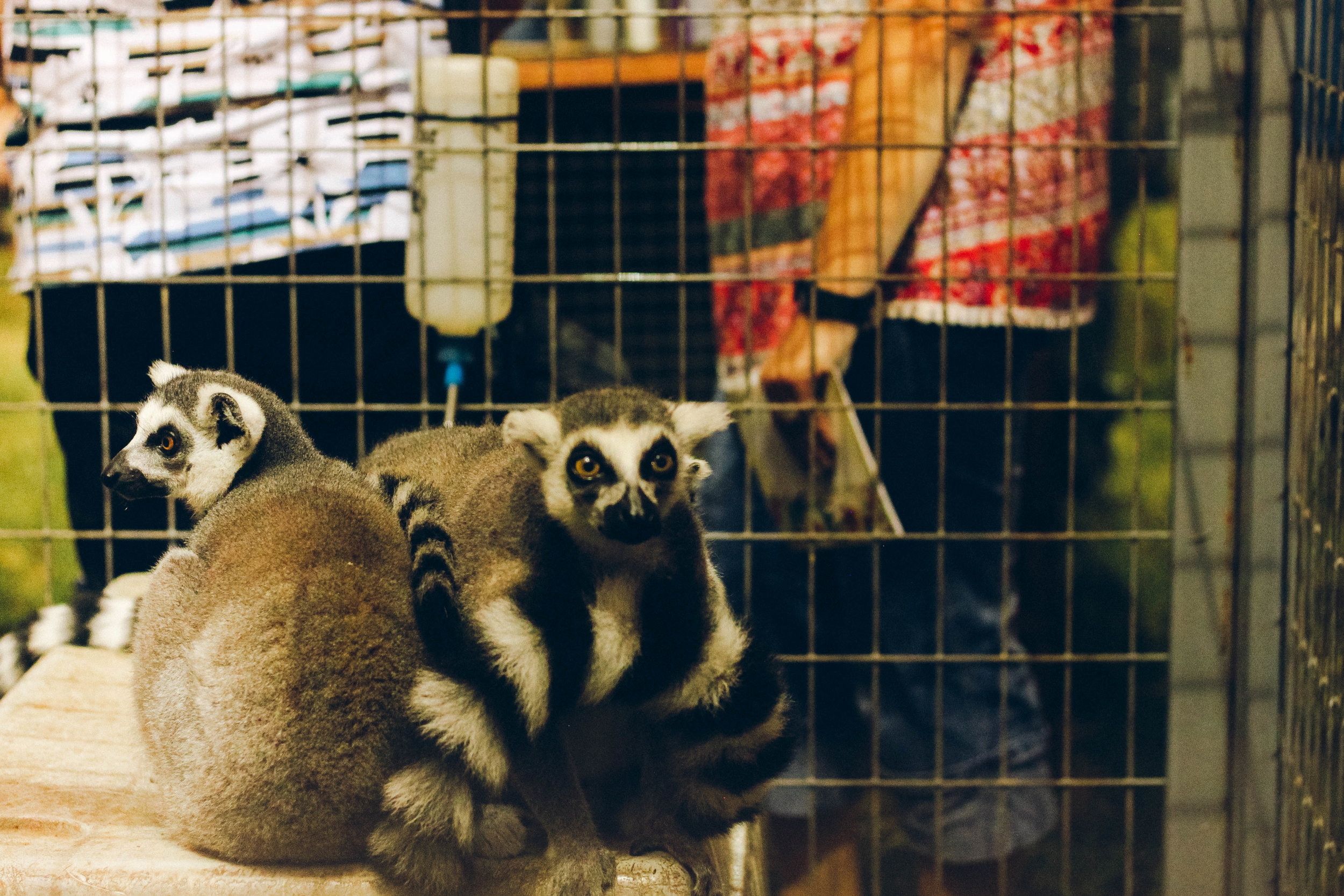 StateFair-1-24.jpg