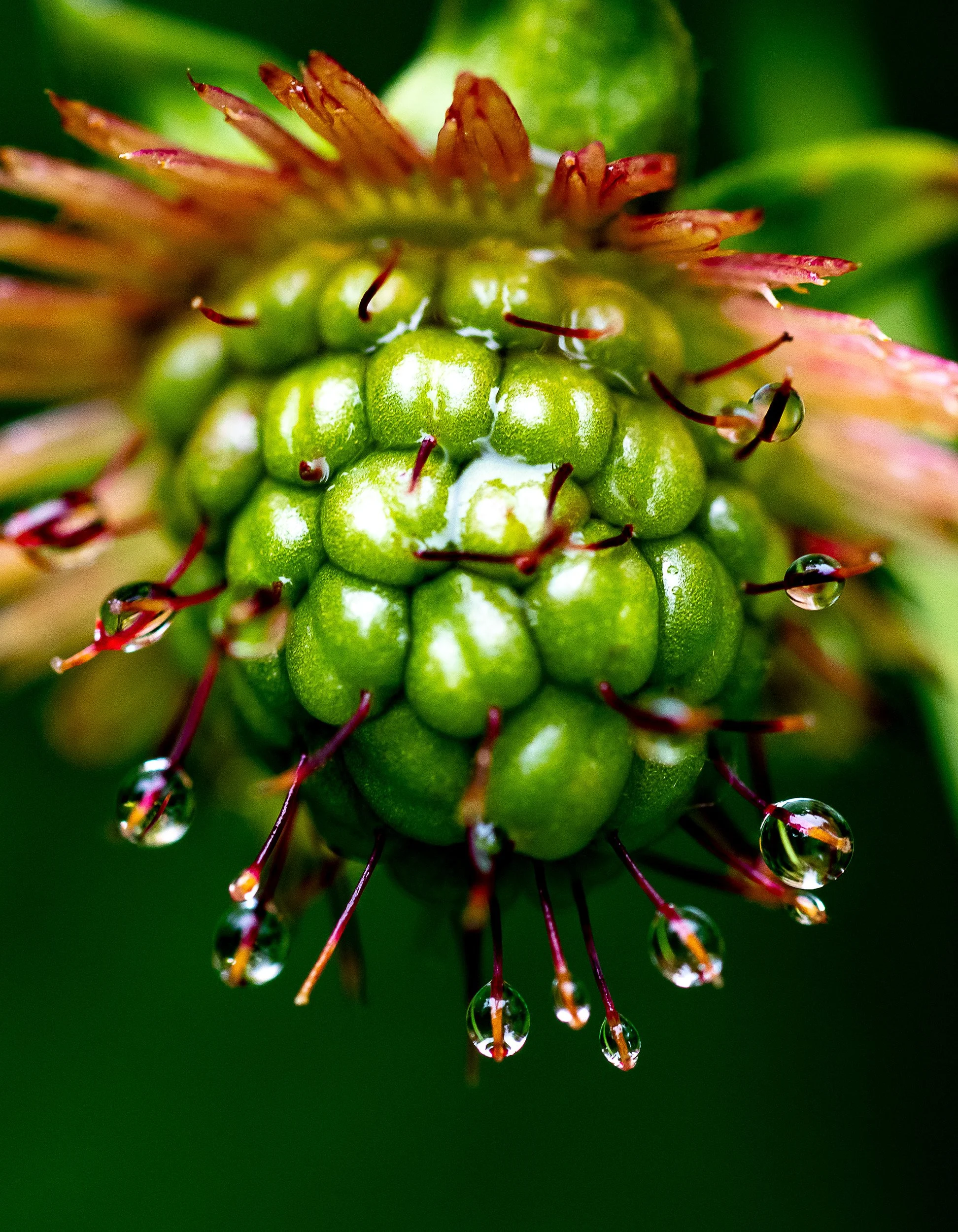 Water Droplets on Salmonberry Framed Art Print — Scott Rinckenberger