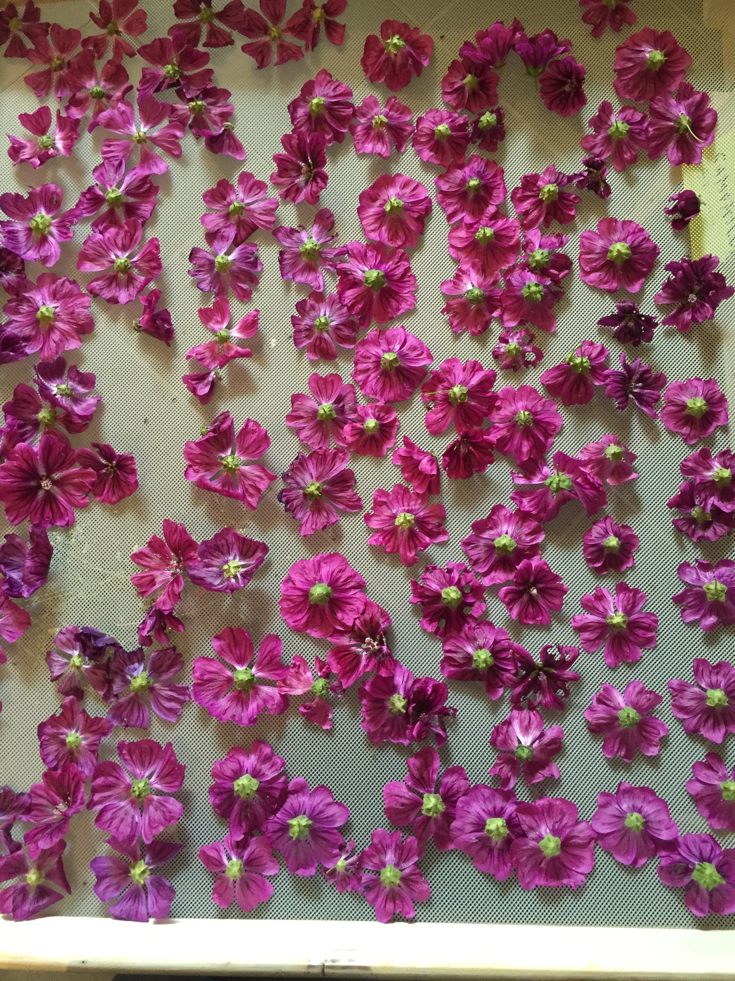 Malva Flowers Drying