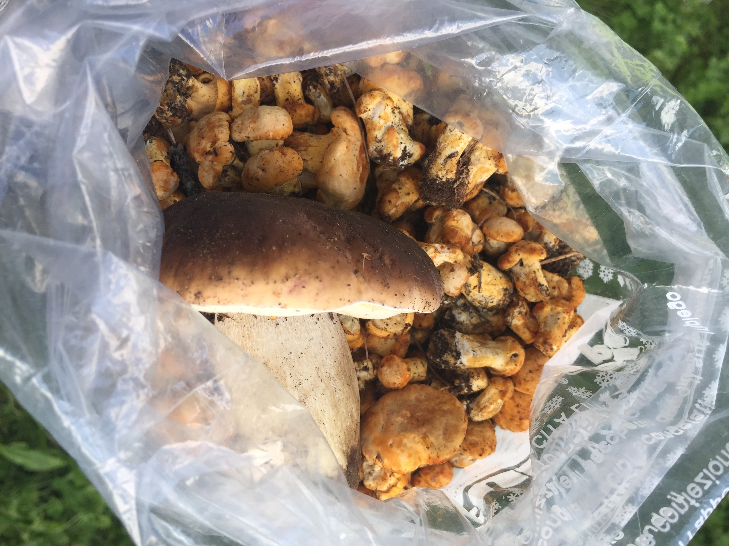 One giant porcini mushroom (and other mushrooms for risotto)