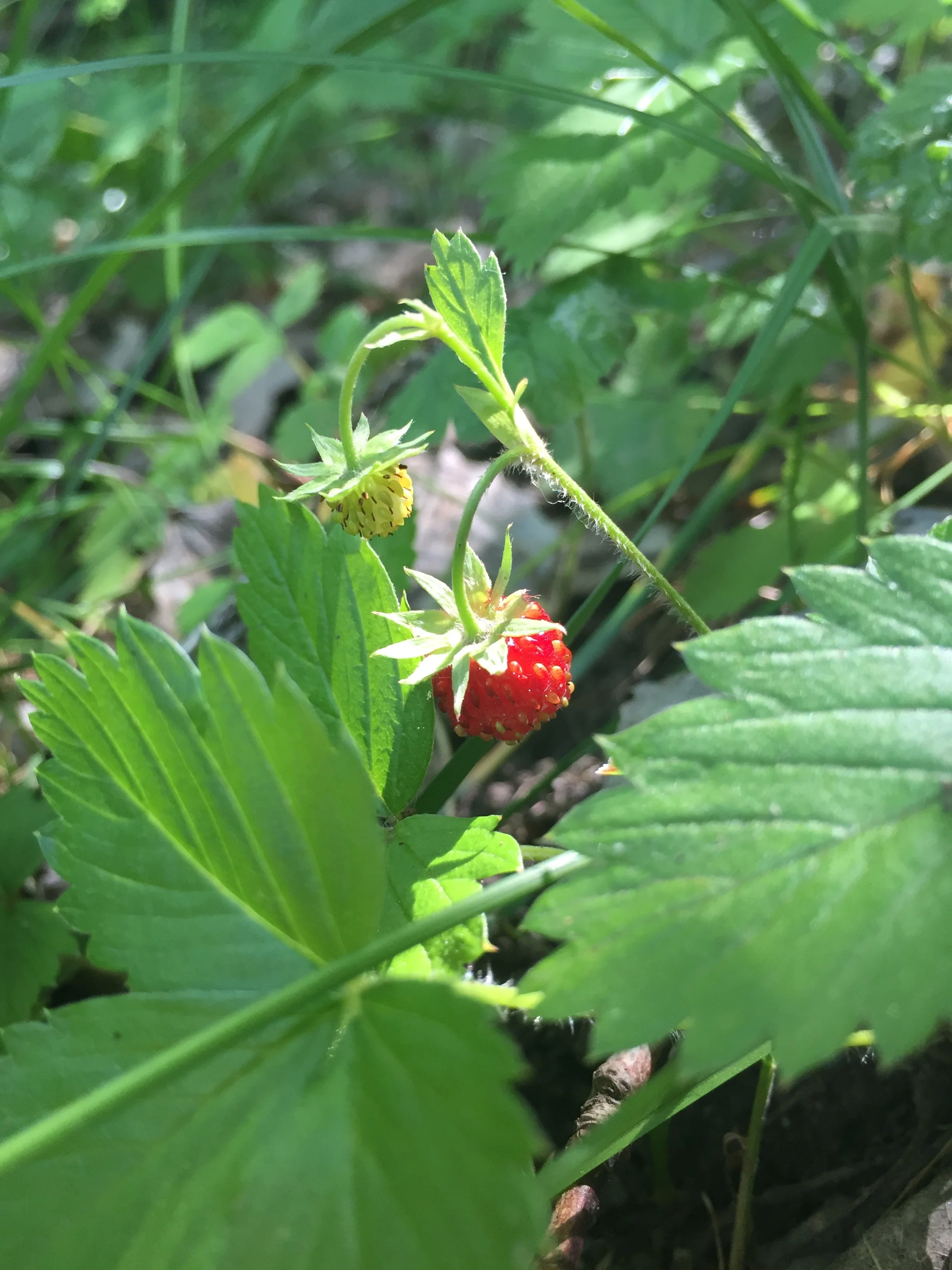 Wild Strawberries!