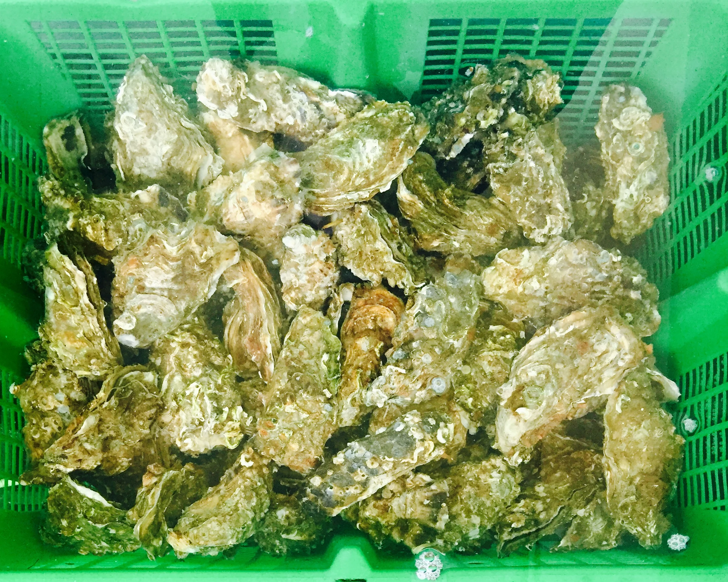 Box of Oysters in Brittany France.jpg