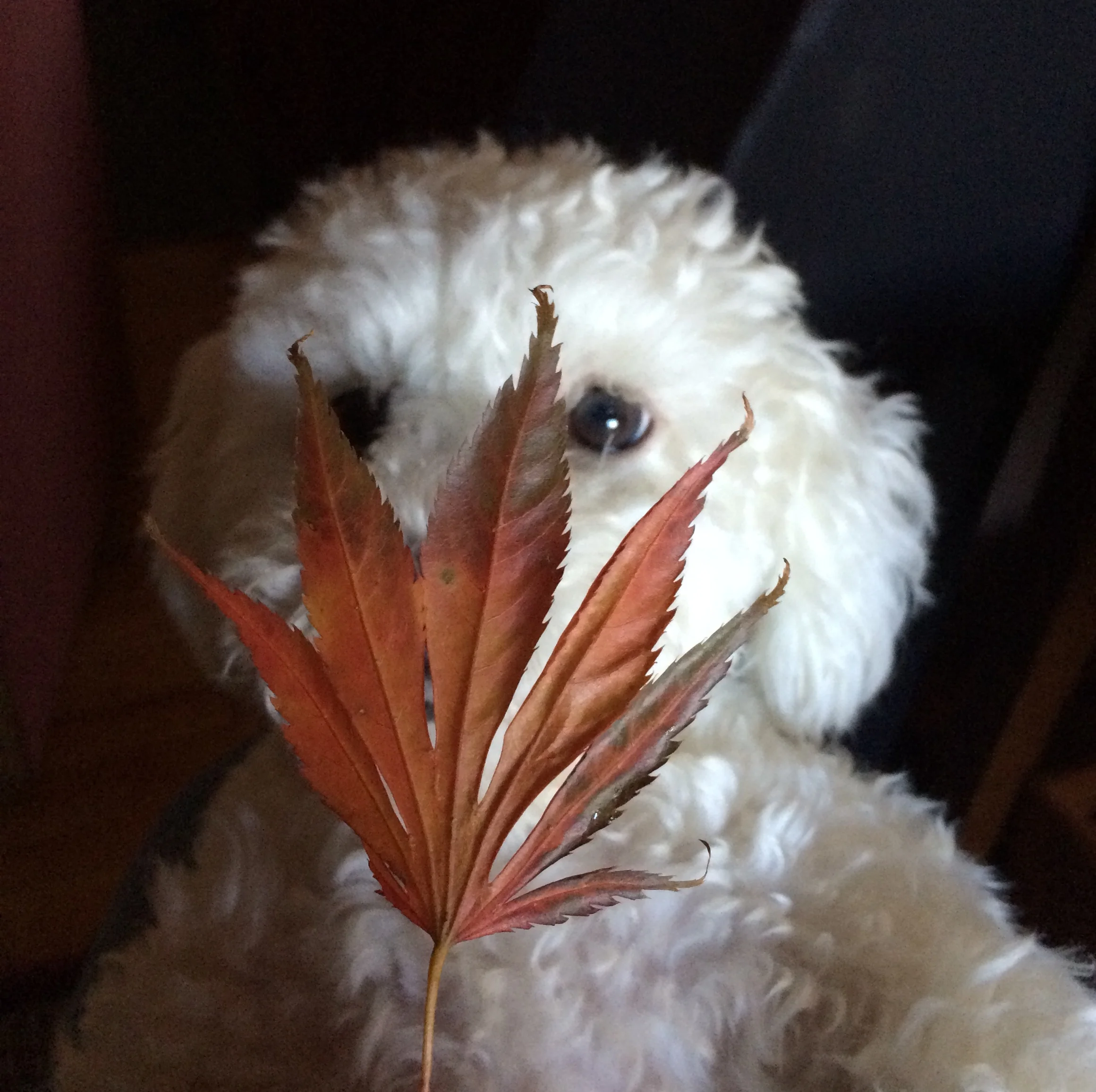 Memoirs of a Geisha Dog
