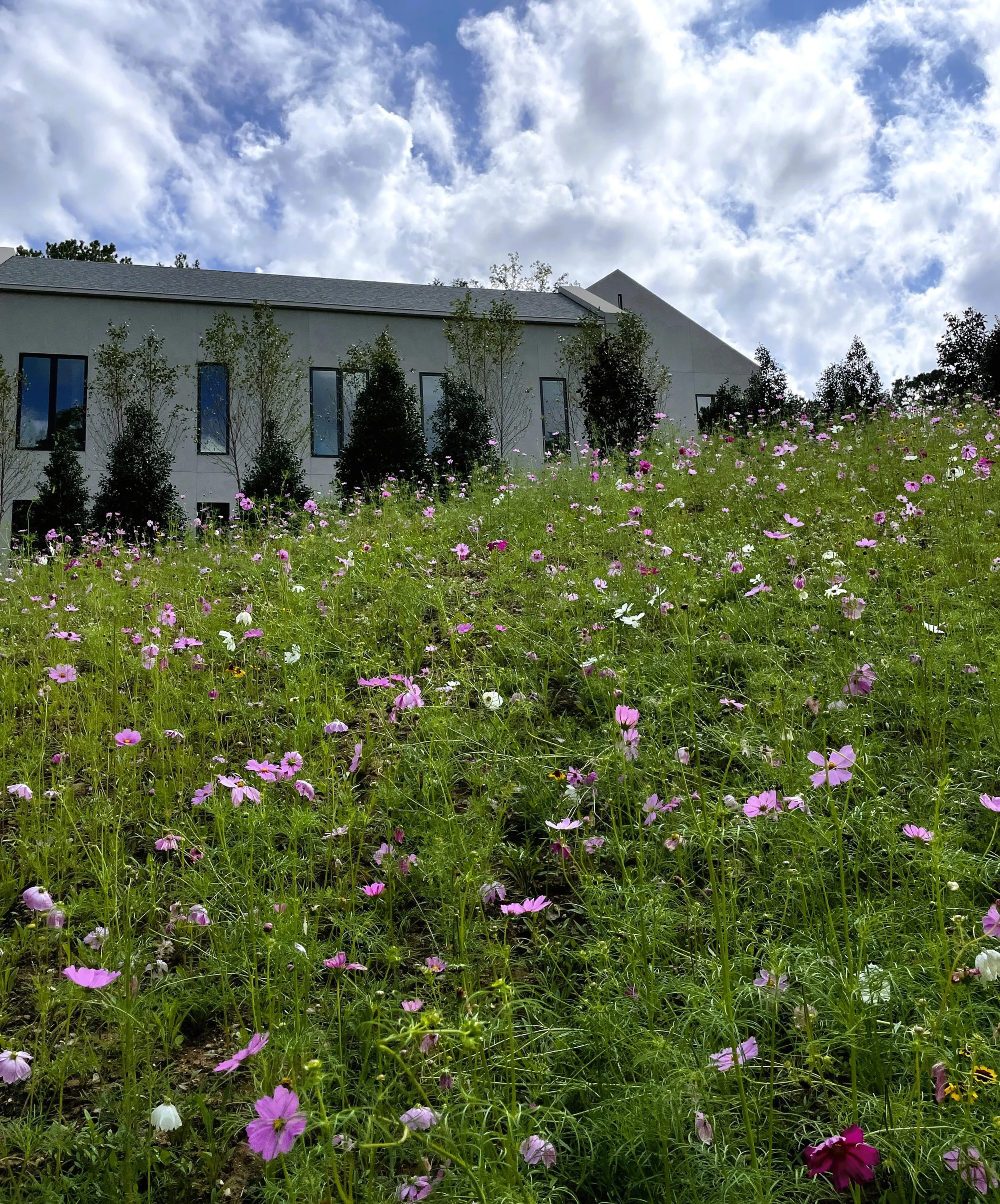 WILDFLOWER MEADOW BLOOM - FIELD LANDSCAPE ARCHITECTURE - DRUID HILLS.JPG