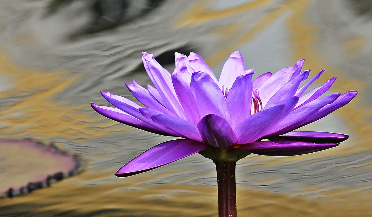 water-lily-1540403_1280.jpg