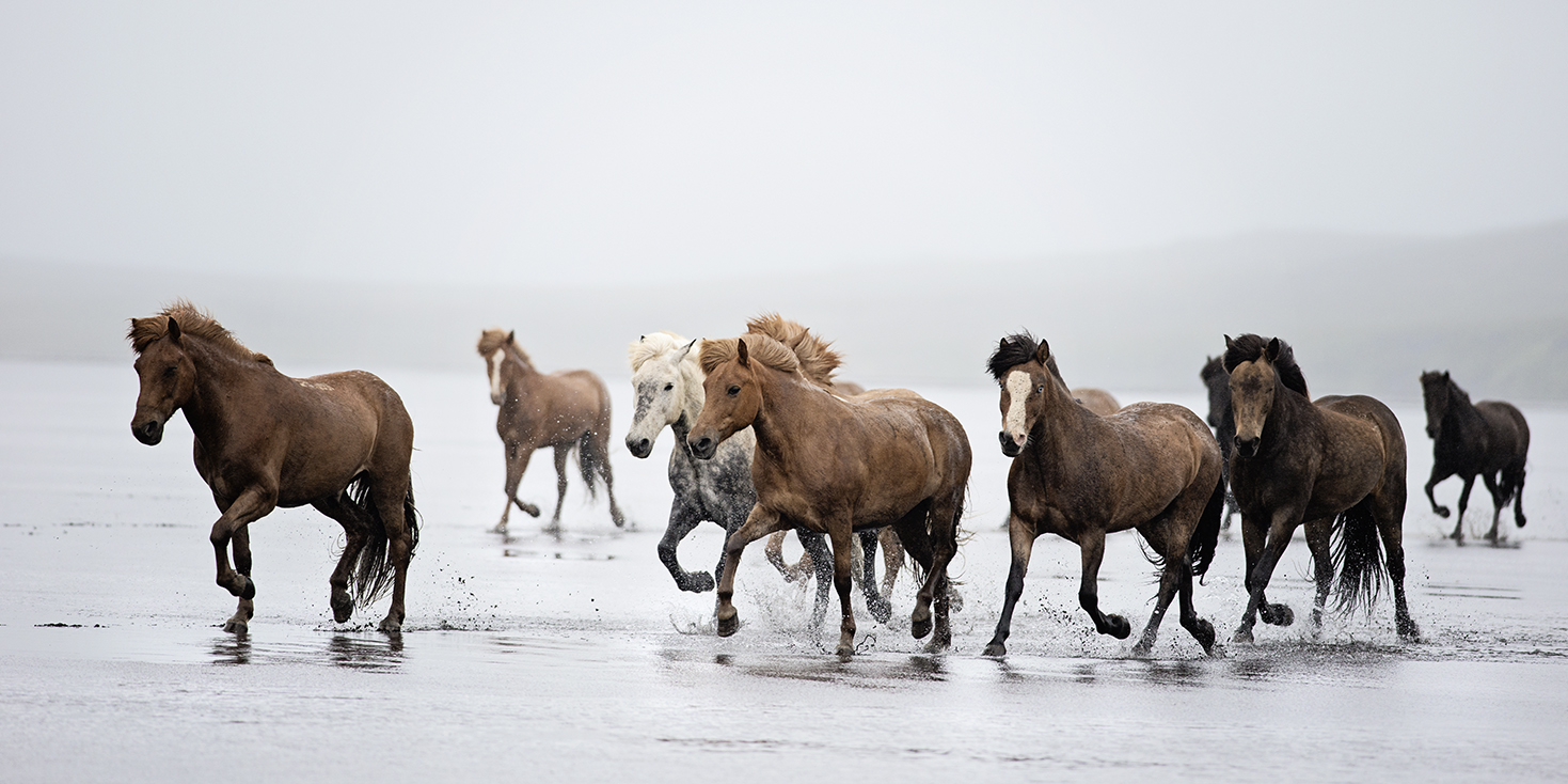 Icelandic Run