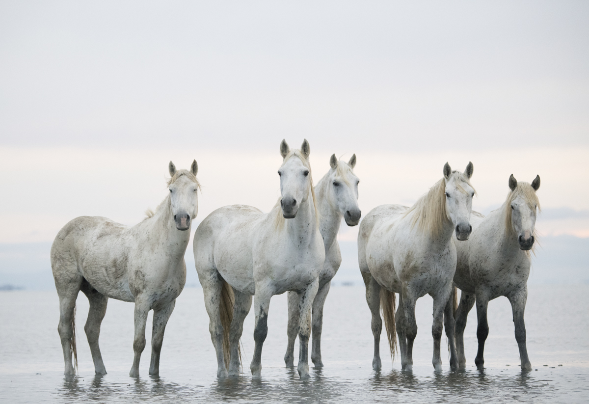 Equine 5236