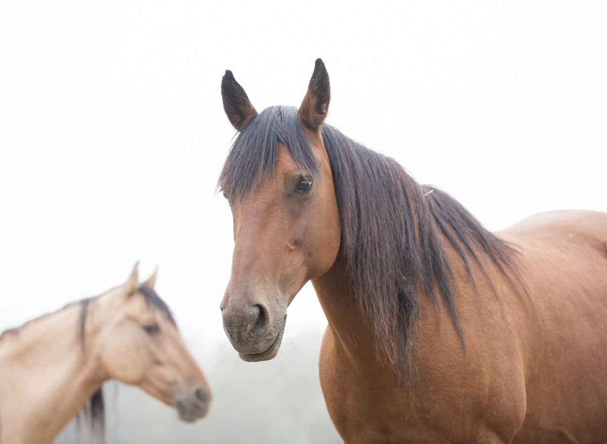 EQUINE 5692