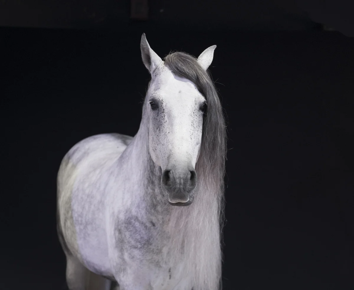 Equine 1250