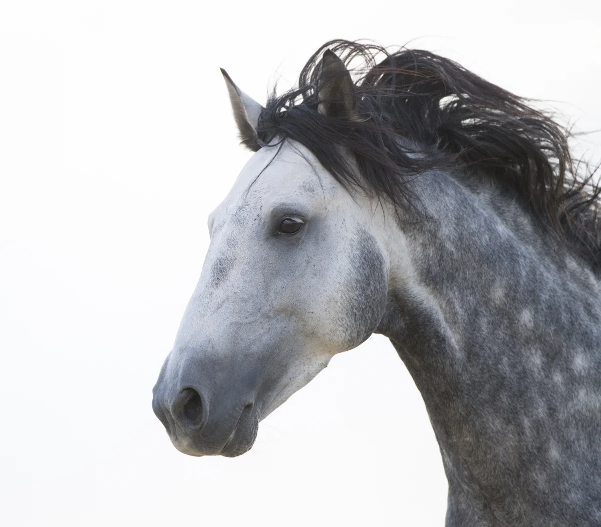 Equine 611