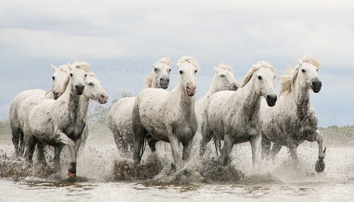 Equine 1604