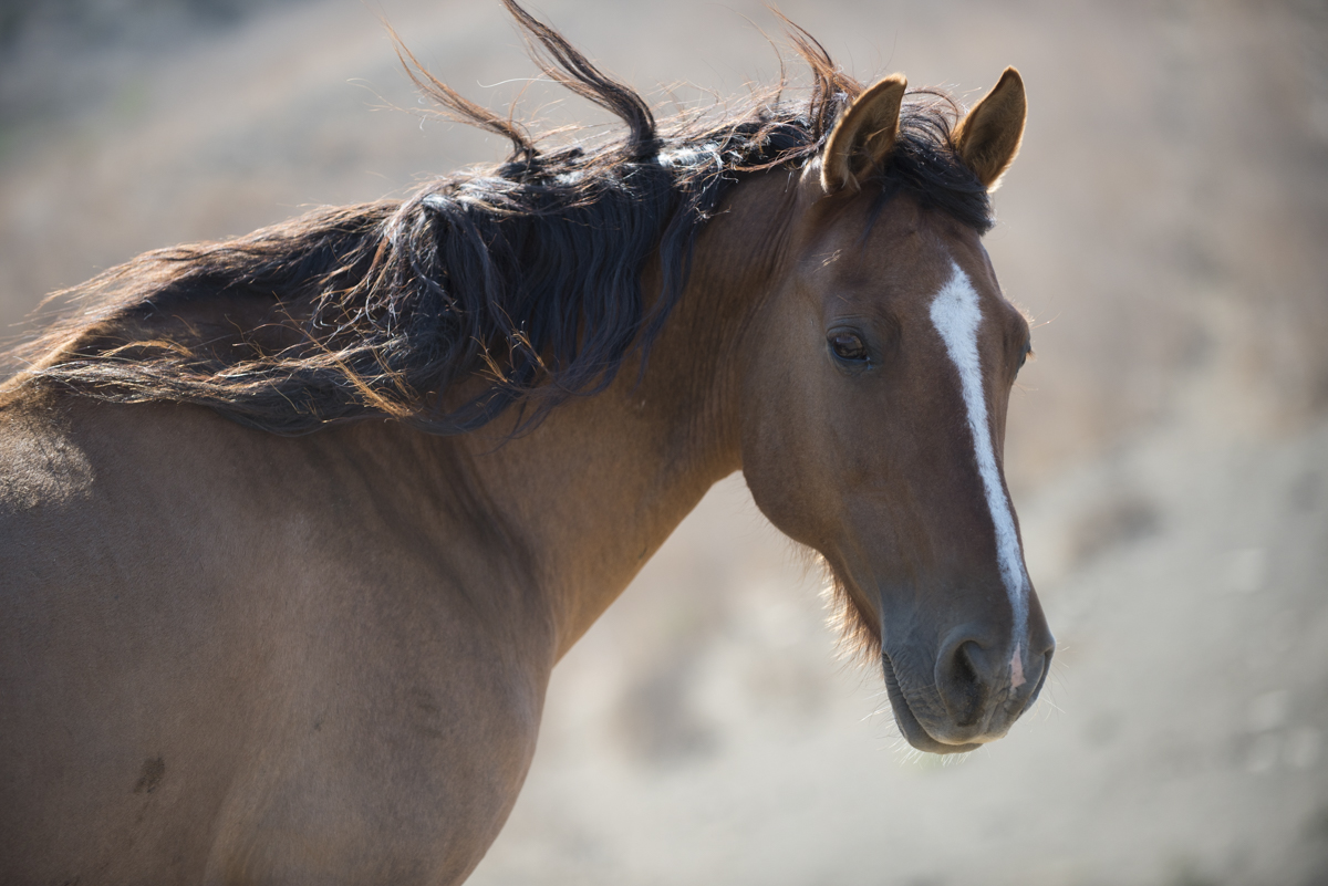 EQUINE 6069