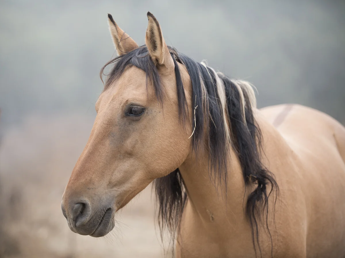 Equine 5763